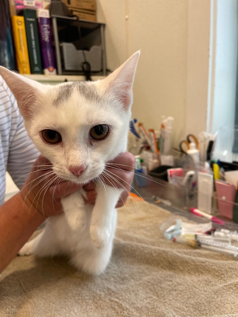 Eleanor, Adoptable, Kitten Female Domestic Short Hair.