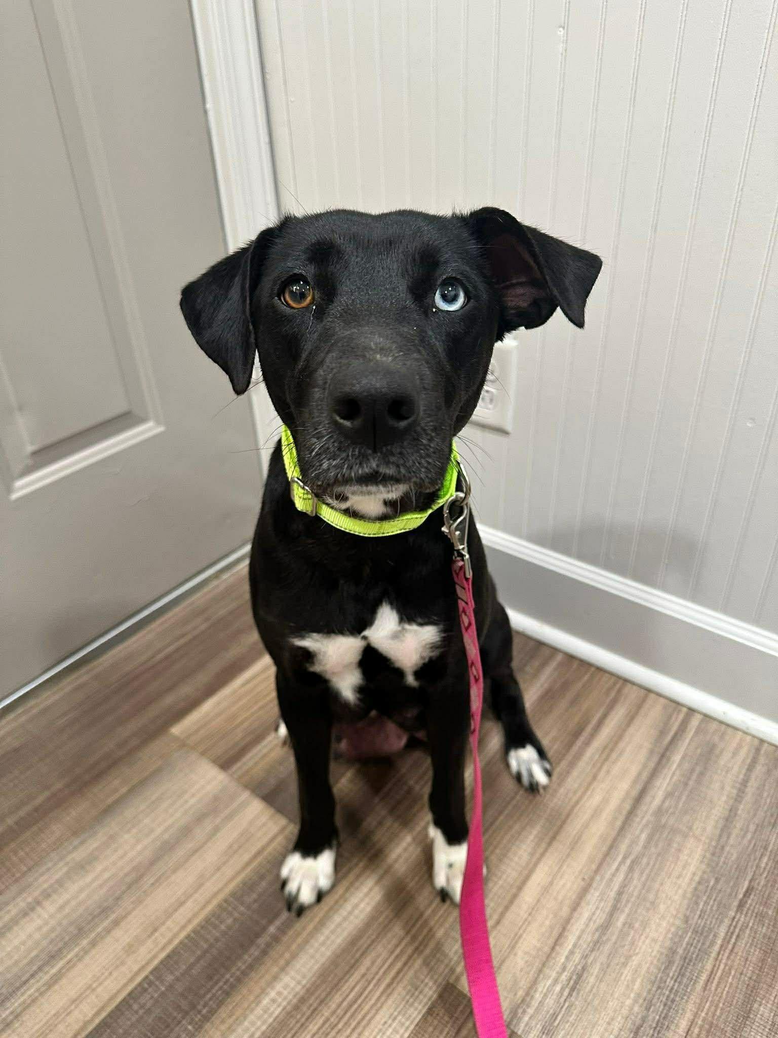 Enlarge Lulu EG in MS Tucker $699, a Adopted Labrador Retriever in Warwick, RI image 1/3