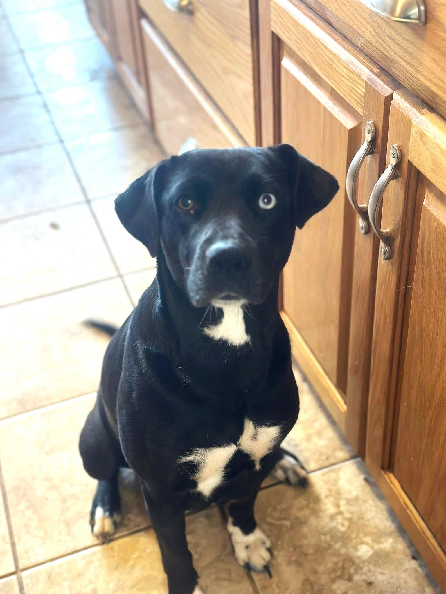 Enlarge Lulu EG in MS Tucker $699, a Adopted Labrador Retriever in Warwick, RI image 2/3