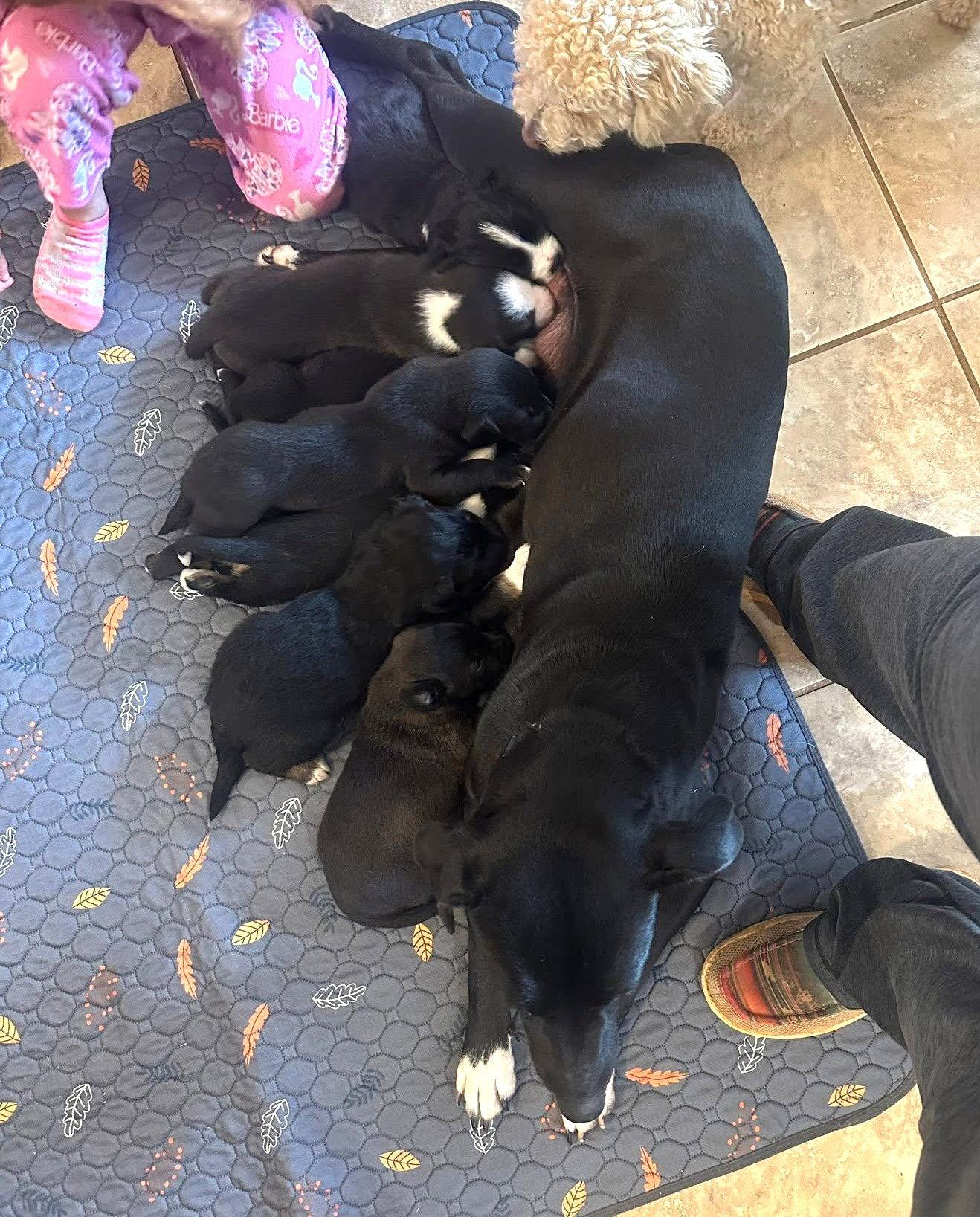 Enlarge Lulu EG in MS Tucker $699, a Adopted Labrador Retriever in Warwick, RI image 3/3