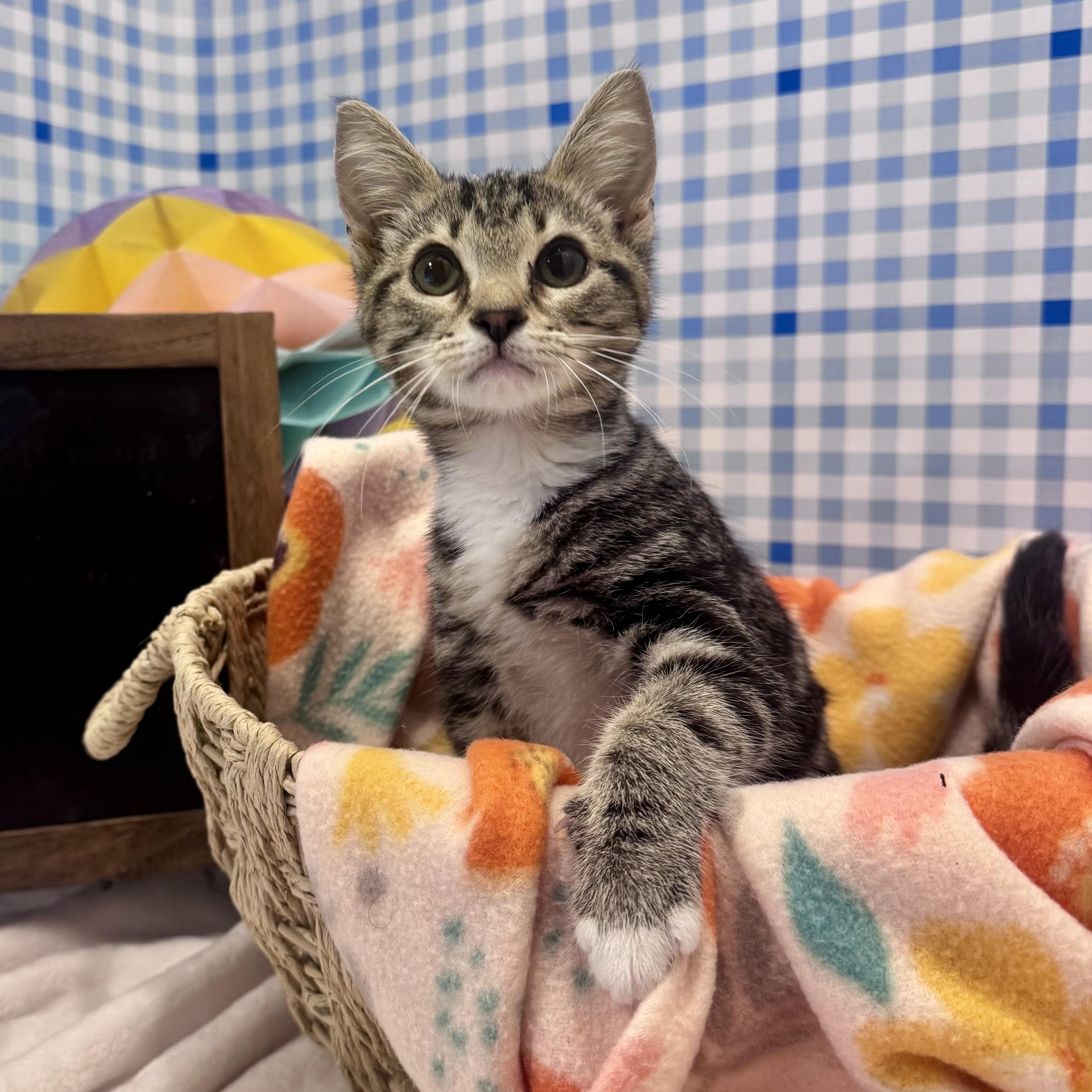 Wren, an adopted Domestic Short Hair in Mississippi State, MS image 1/6