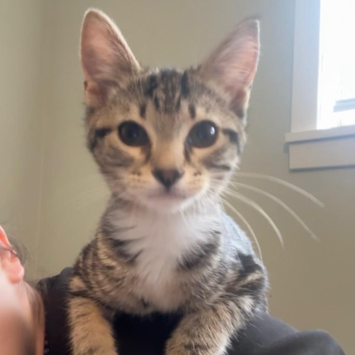 Wren, an adopted Domestic Short Hair in Mississippi State, MS image 6/6