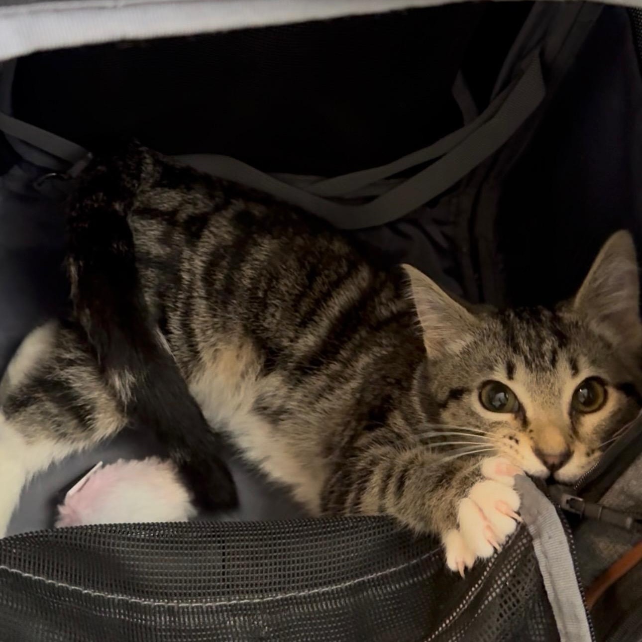 Wren, an adopted Domestic Short Hair in Mississippi State, MS image 5/6