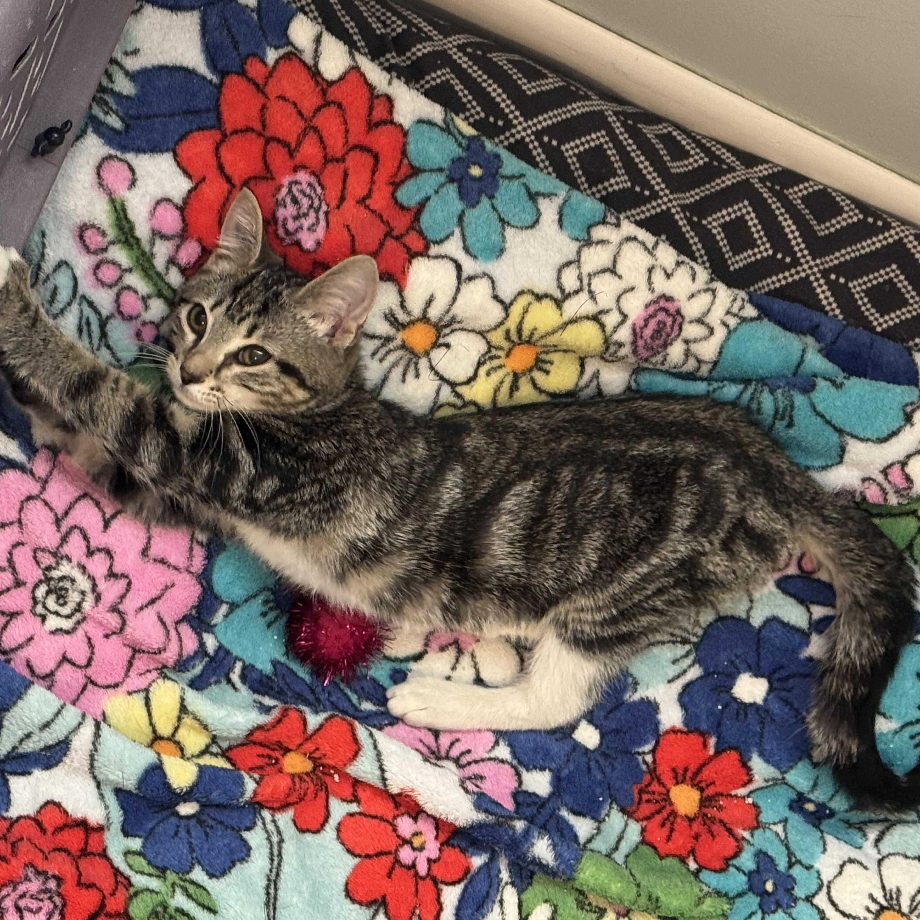 Wren, an adopted Domestic Short Hair in Mississippi State, MS image 4/6
