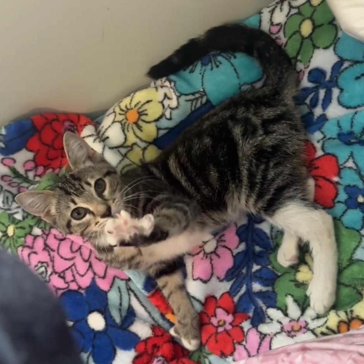 Wren, an adopted Domestic Short Hair in Mississippi State, MS image 2/6