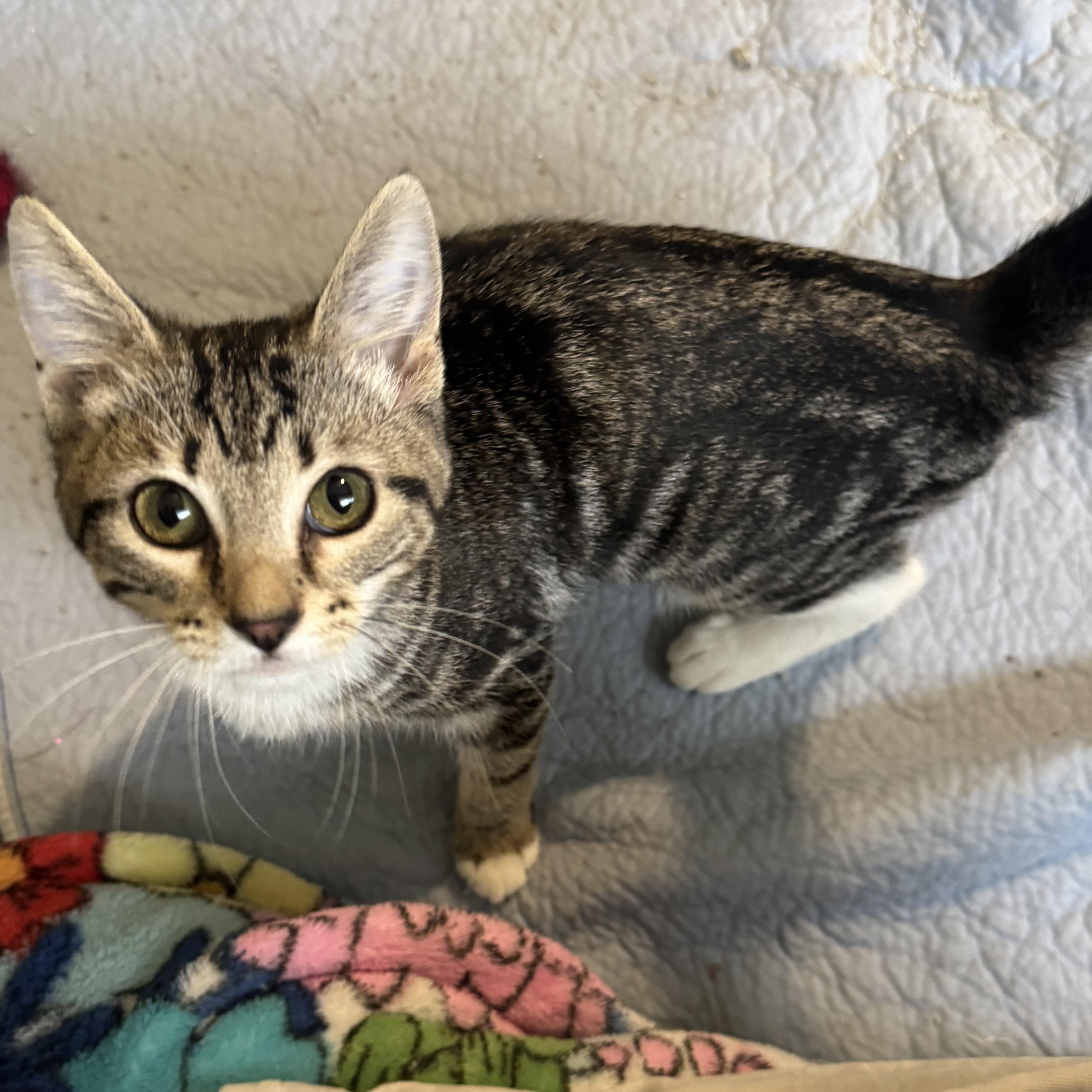 Wren, an adopted Domestic Short Hair in Mississippi State, MS image 3/6