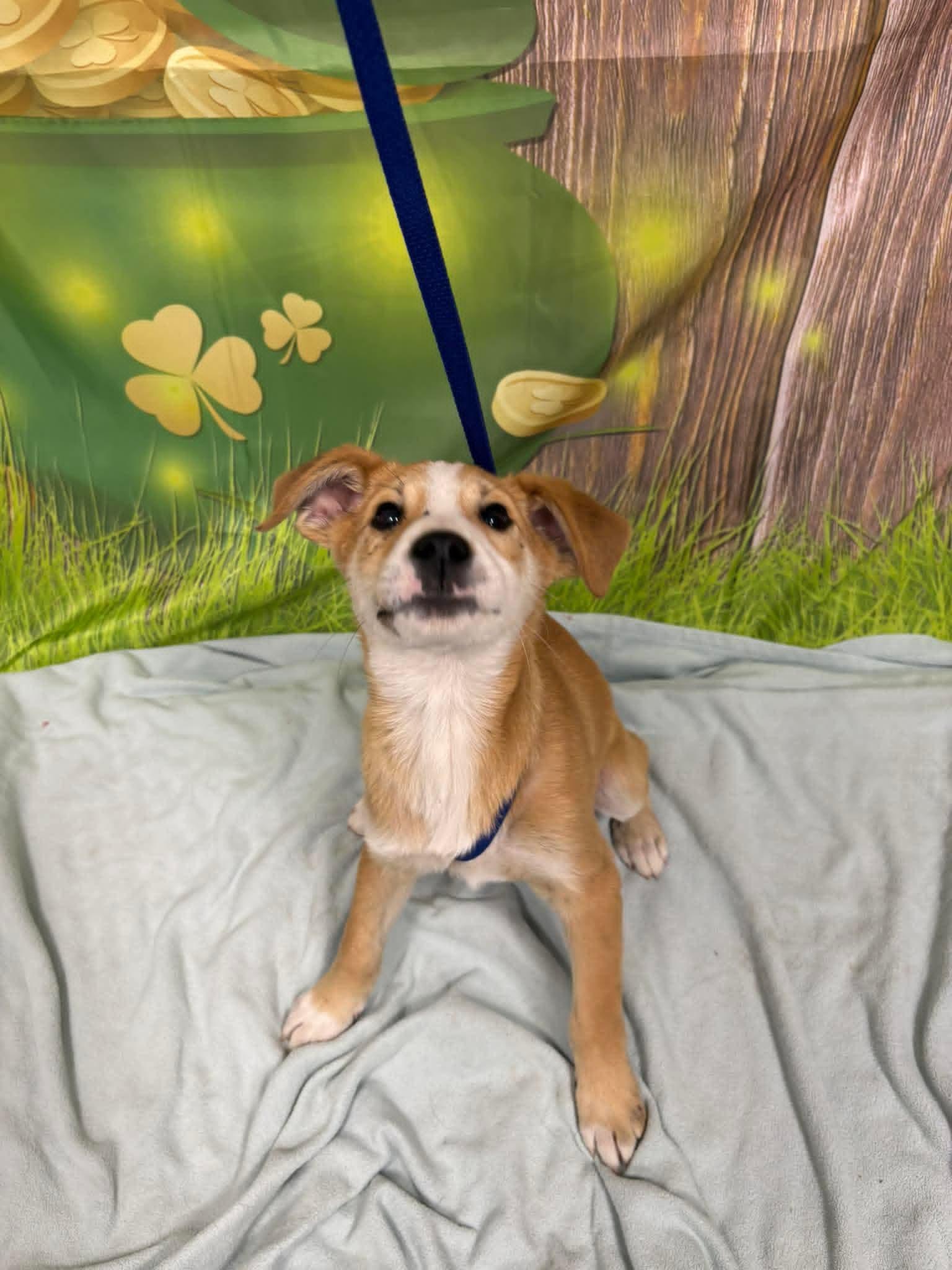 LIAM , ADOPTABLE, Puppy Male Beagle.