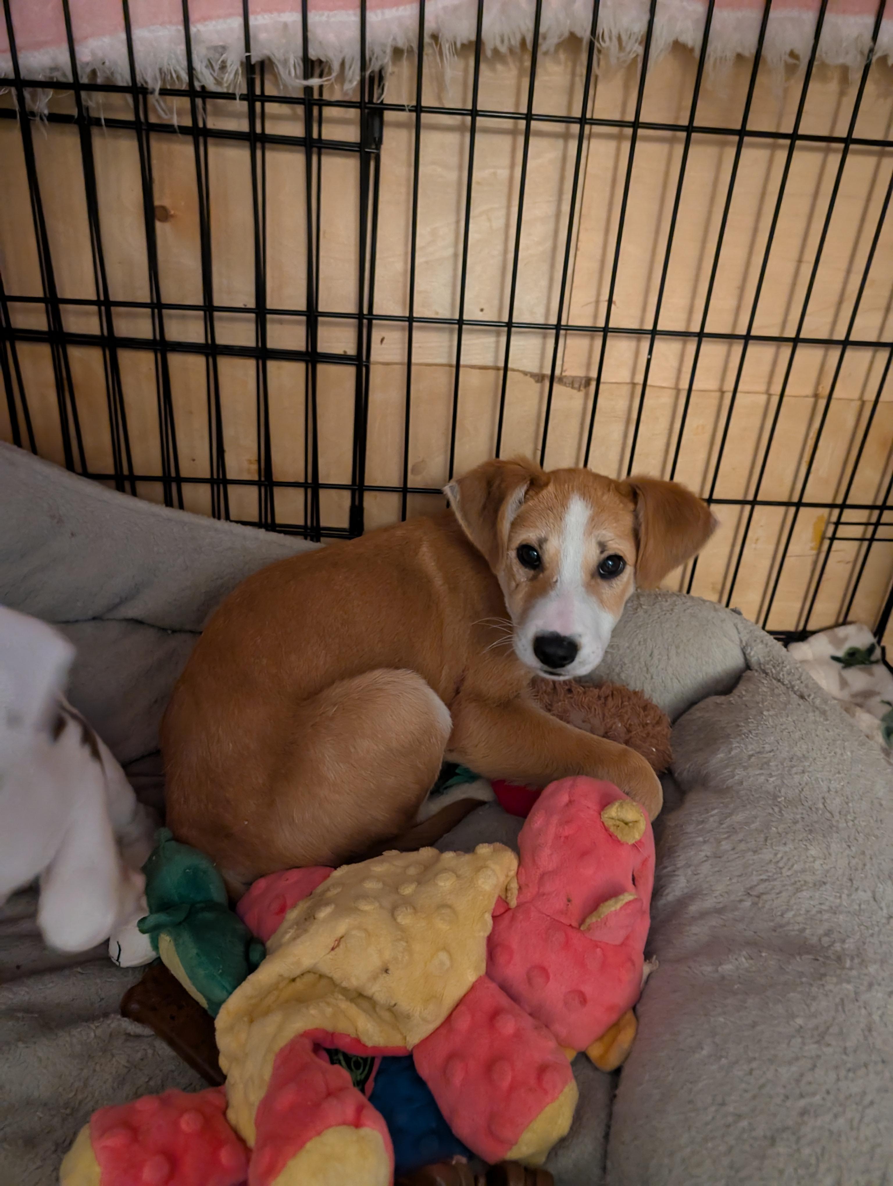 LIAM , an adopted mixed breed in Browns Mills, NJ image 1/2