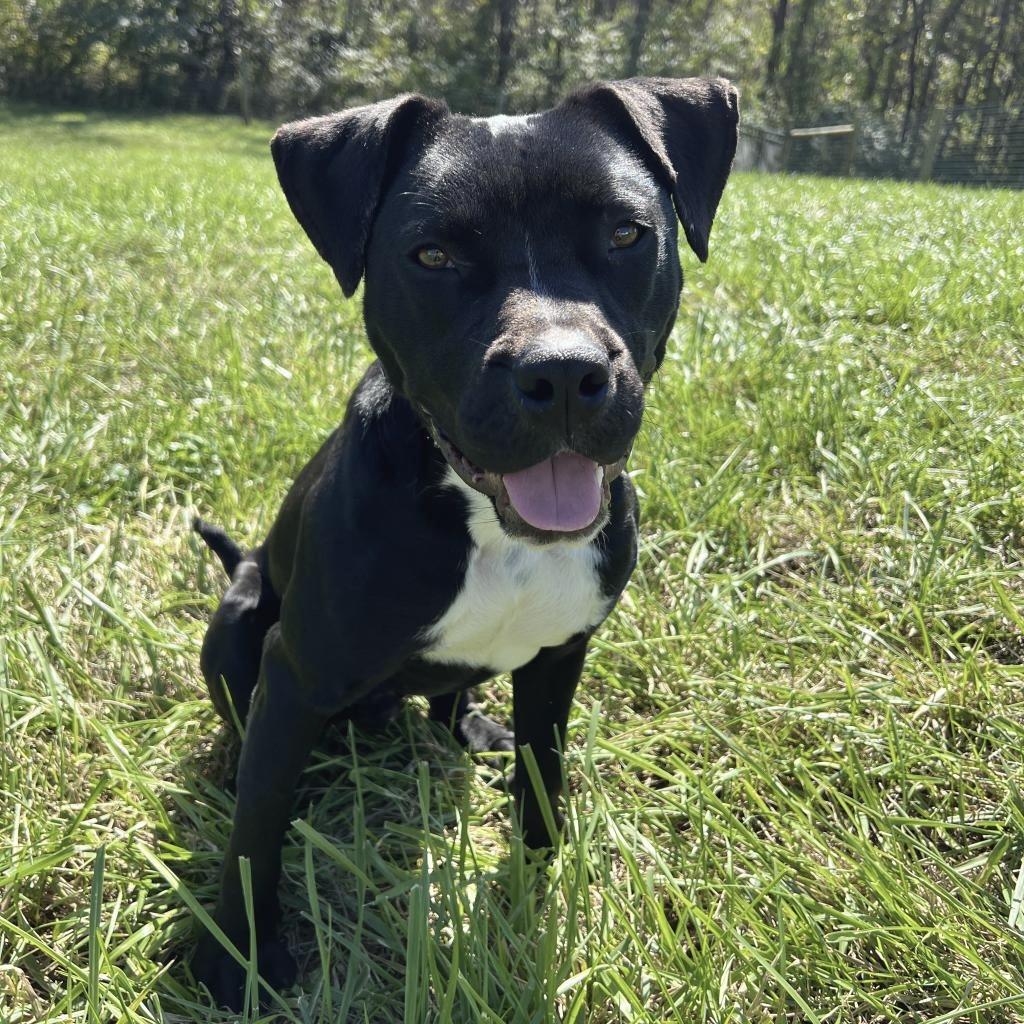 Finnick, Adoptable, Adult Male American Staffordshire Terrier & Mixed Breed.