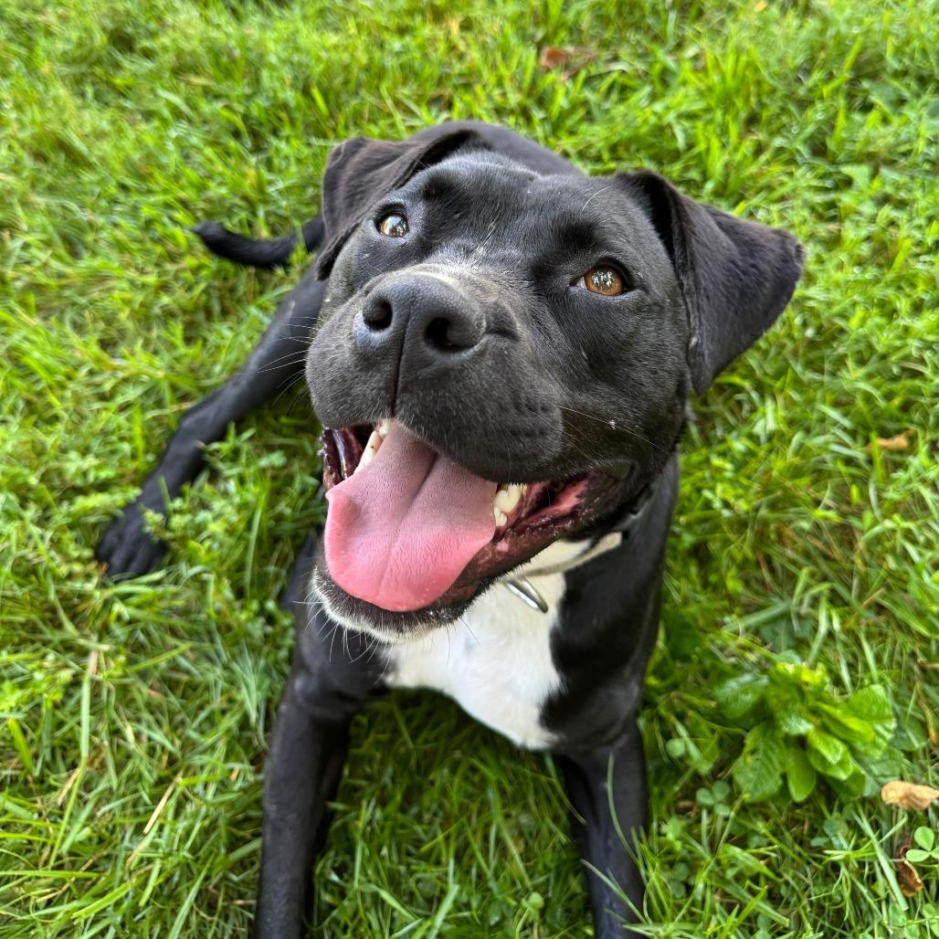Enlarge Finnick, a Adoptable mixed breed in Fairfax Station, VA image 2/6