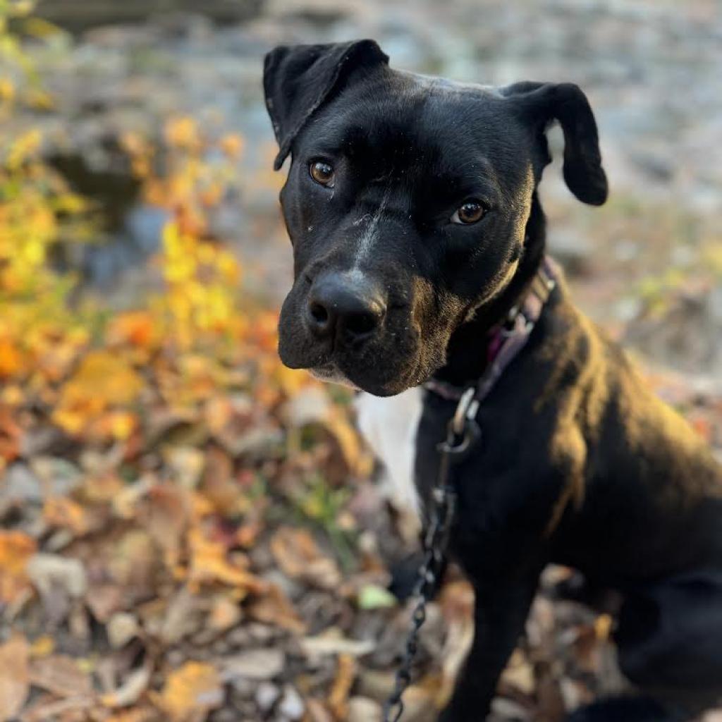 Enlarge Finnick, a Adoptable mixed breed in Fairfax Station, VA image 3/6