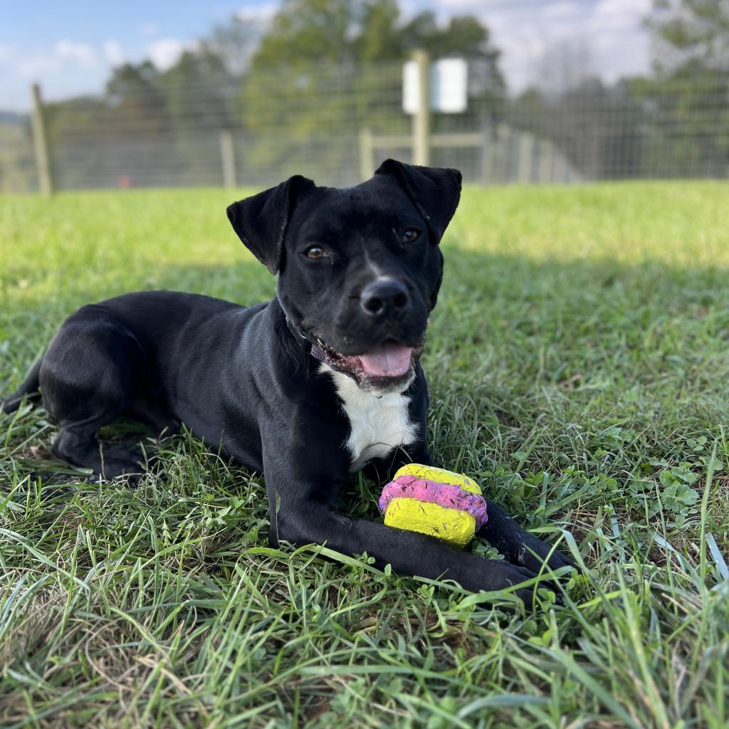Enlarge Finnick, a Adoptable mixed breed in Fairfax Station, VA image 4/6