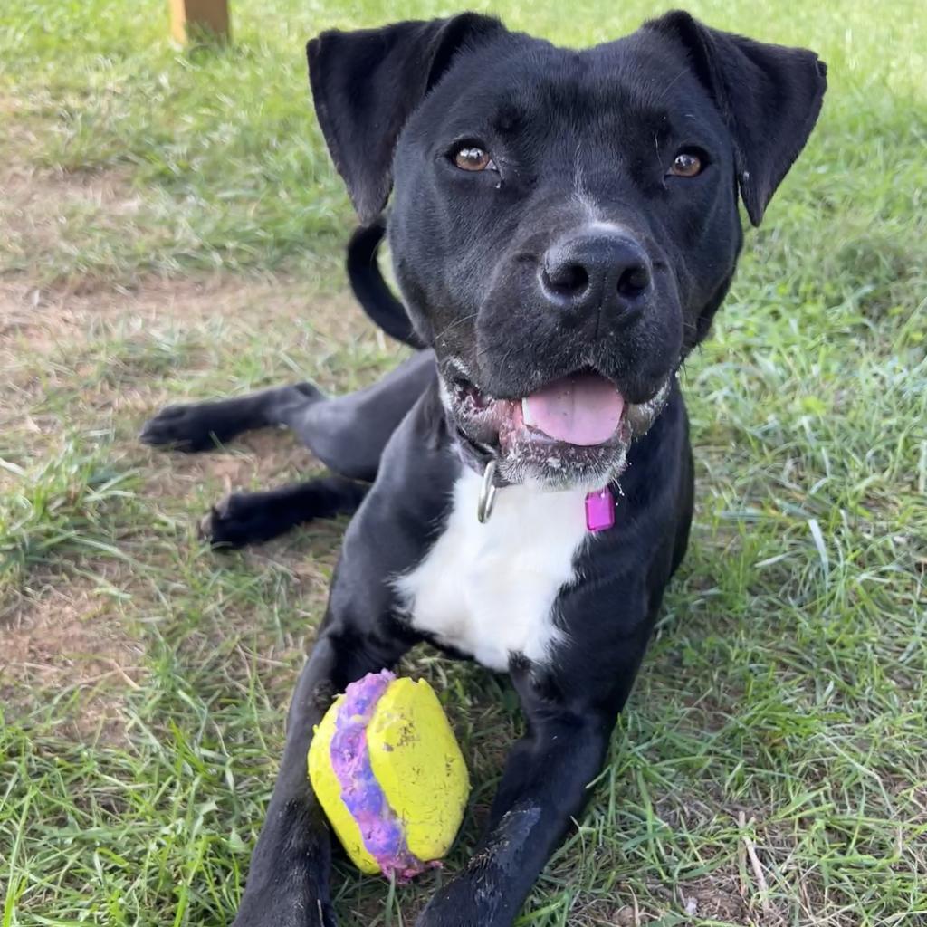 Enlarge Finnick, a Adoptable mixed breed in Fairfax Station, VA image 5/6