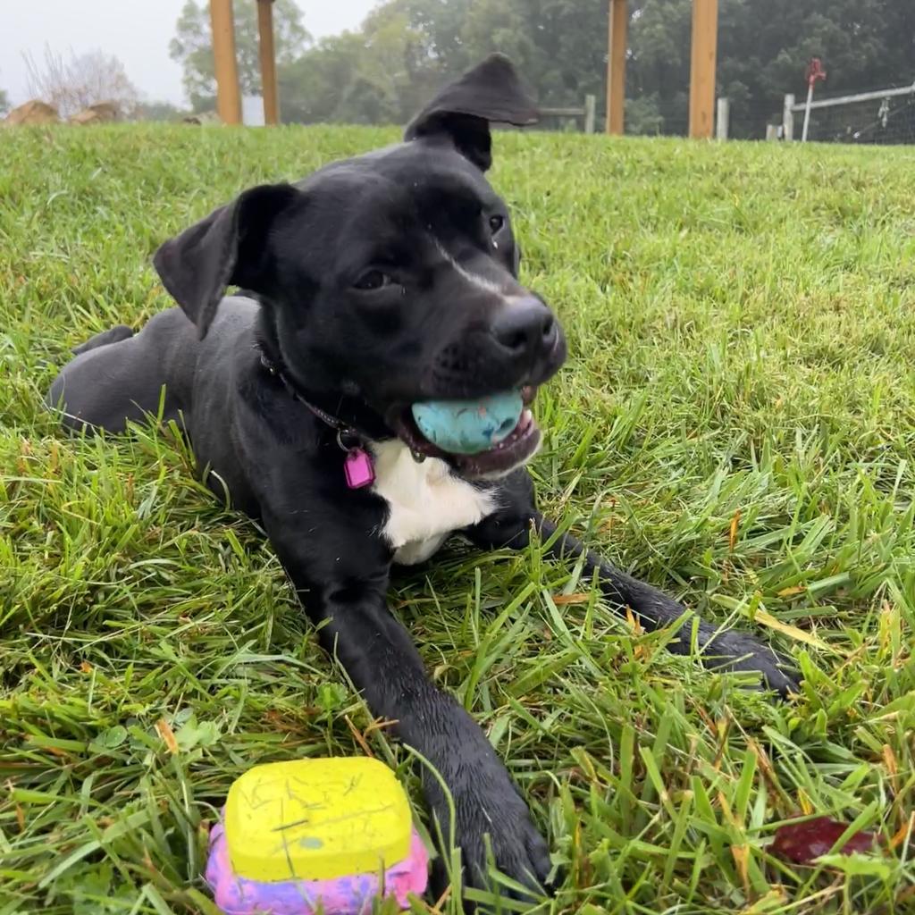 Enlarge Finnick, a Adoptable mixed breed in Fairfax Station, VA image 6/6