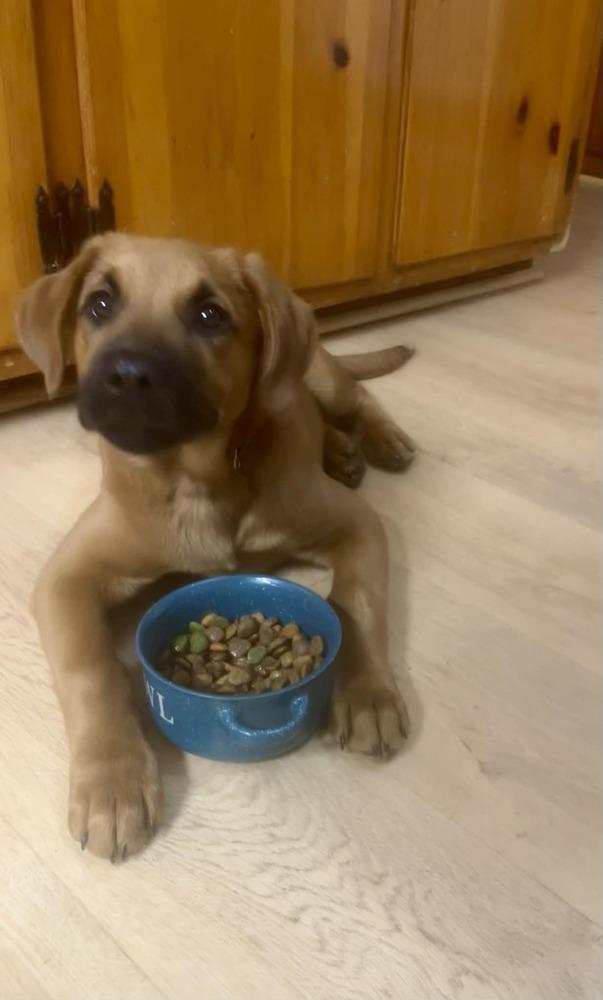 Charlie Boy, Adoptable, Puppy Male Black Mouth Cur & Rhodesian Ridgeback.