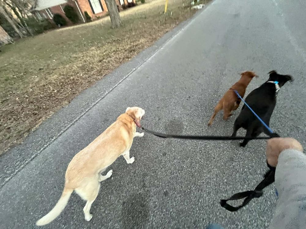 Enlarge Charlie Boy, a Adoptable mixed breed in Sumter, SC image 2/6