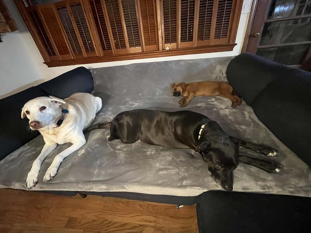 Enlarge Charlie Boy, a Adoptable mixed breed in Sumter, SC image 3/6