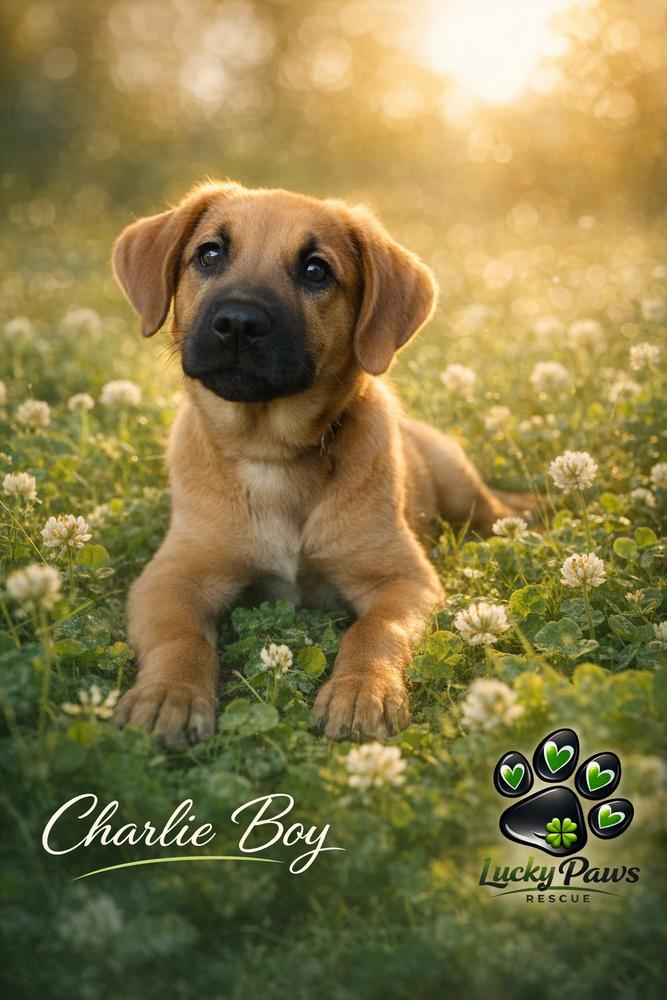 Enlarge Charlie Boy, a Adoptable mixed breed in Sumter, SC image 4/6