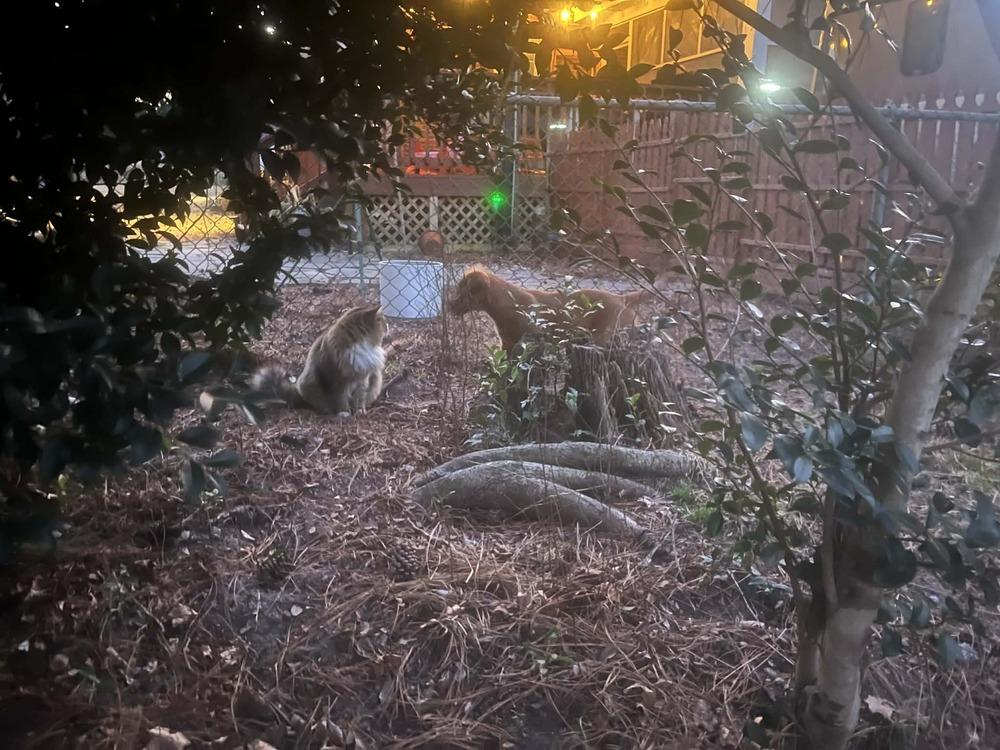 Enlarge Charlie Boy, a Adoptable mixed breed in Sumter, SC image 6/6