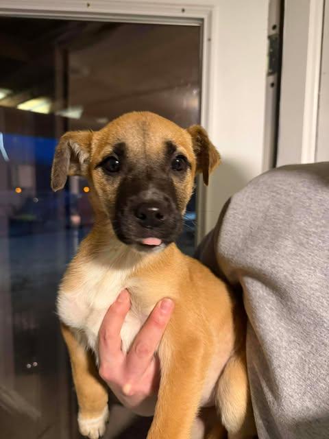 Enlarge Beth, an adopted Mixed Breed in Manhattan, KS image 1/3