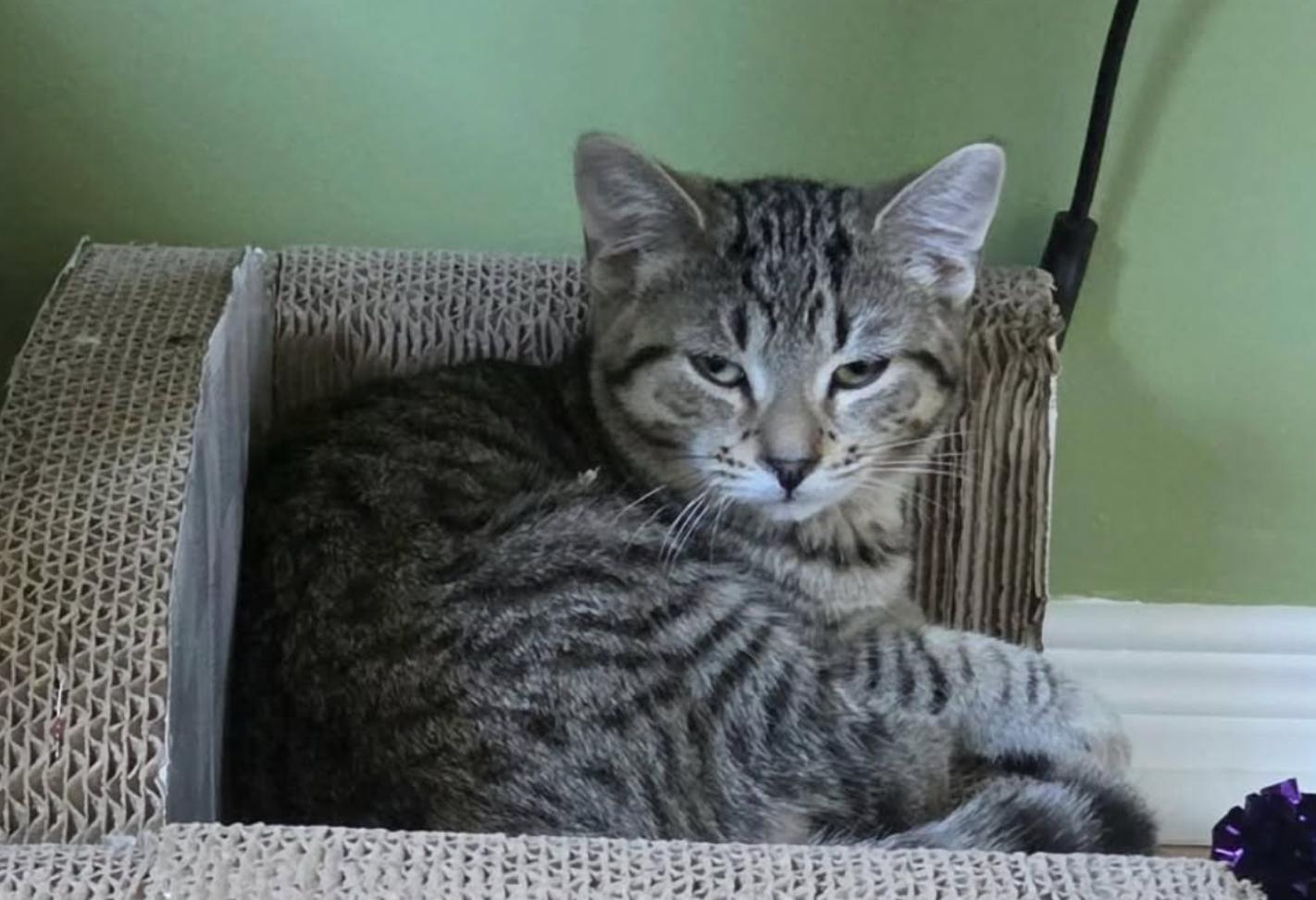 Greyson, Adoptable, Kitten Male Domestic Short Hair.