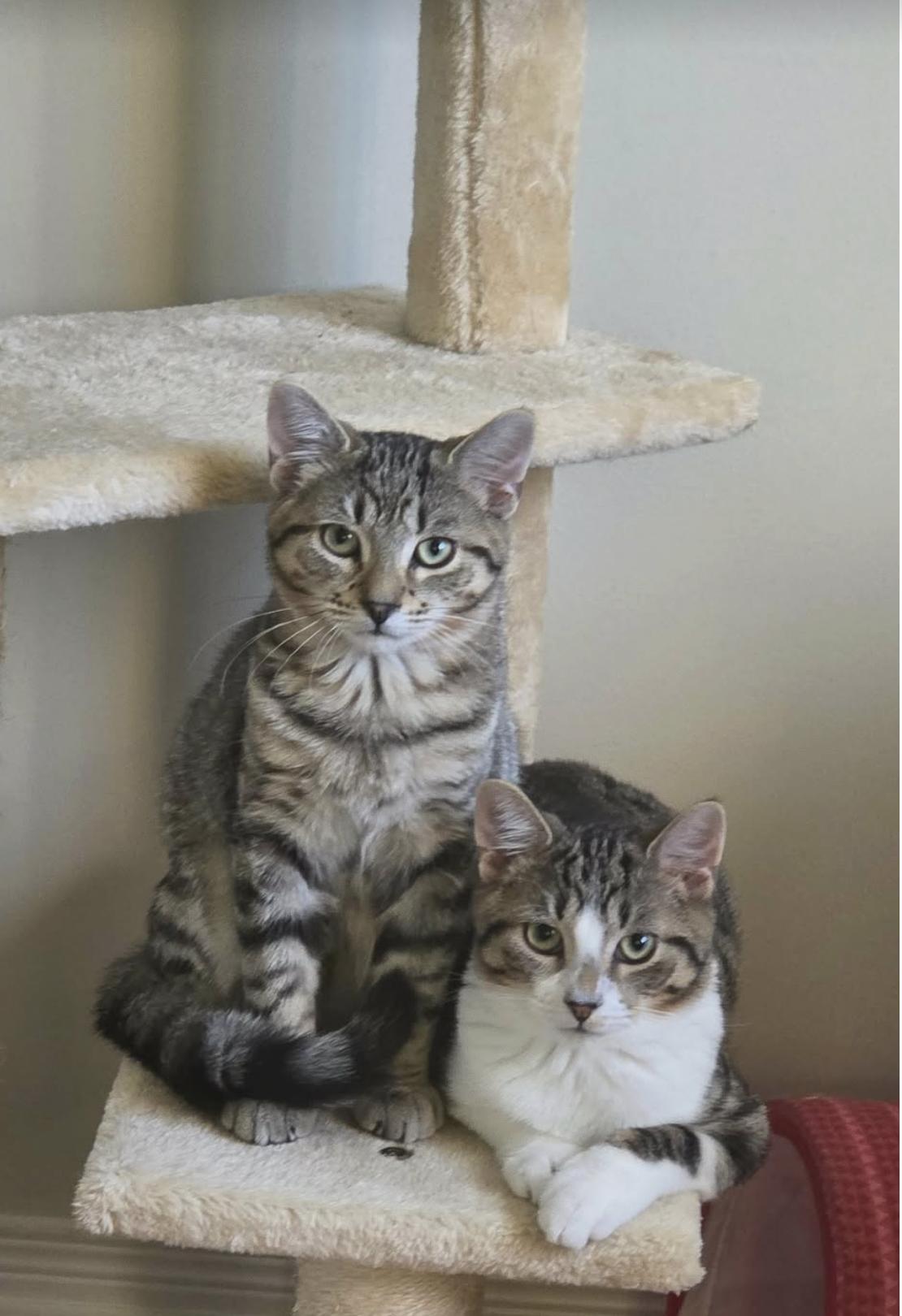 Enlarge Greyson, a Adoptable Domestic Short Hair in Verdun, QC image 2/3