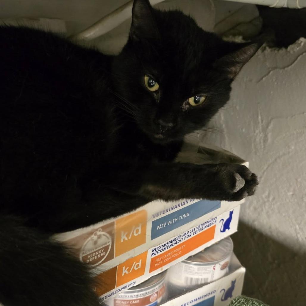 Enlarge September, a Adoptable Domestic Short Hair in Pittsburgh, PA image 1/1