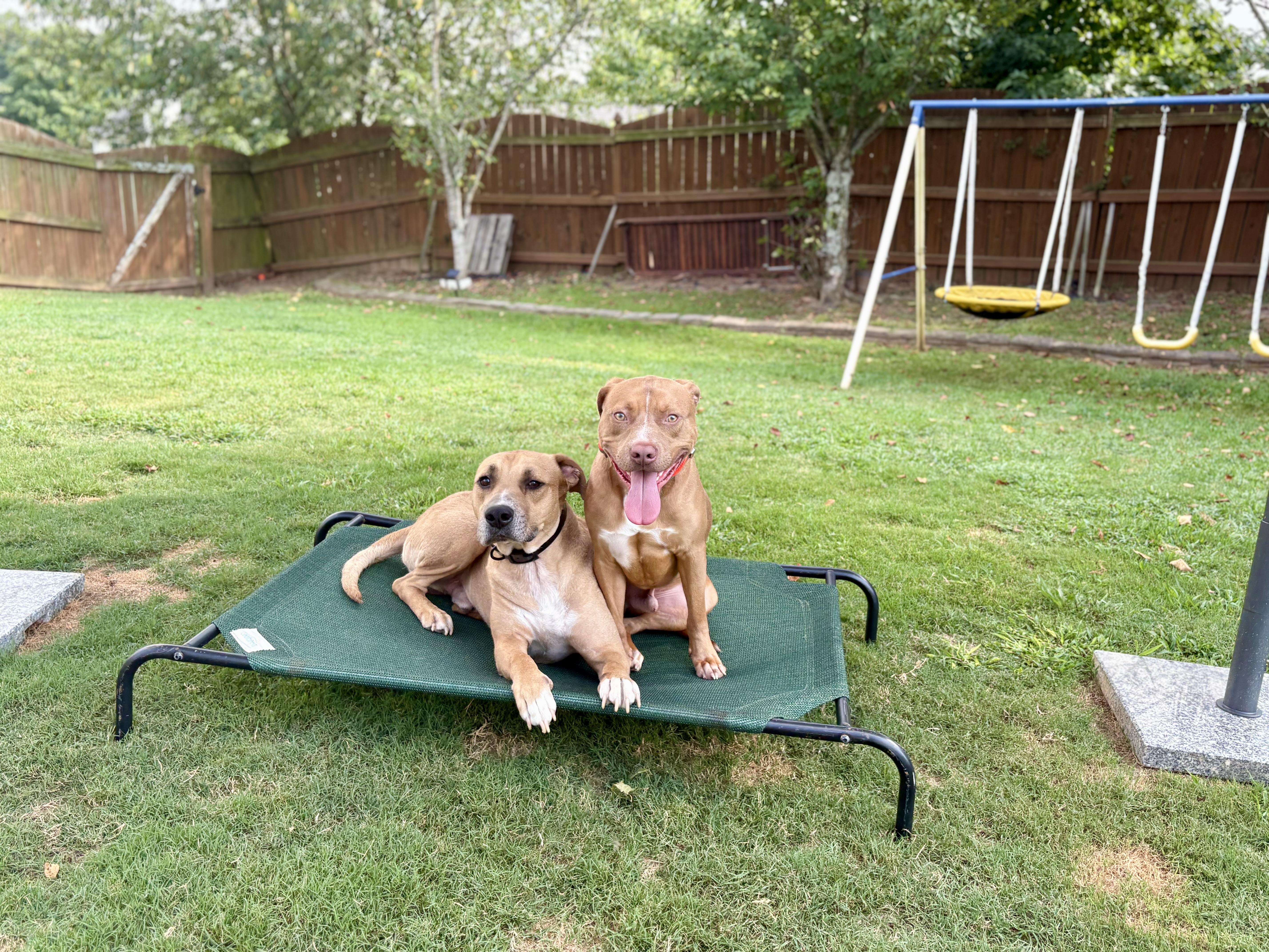 Bobby, a Adoptable mixed breed in Auburn, GA image 2/6