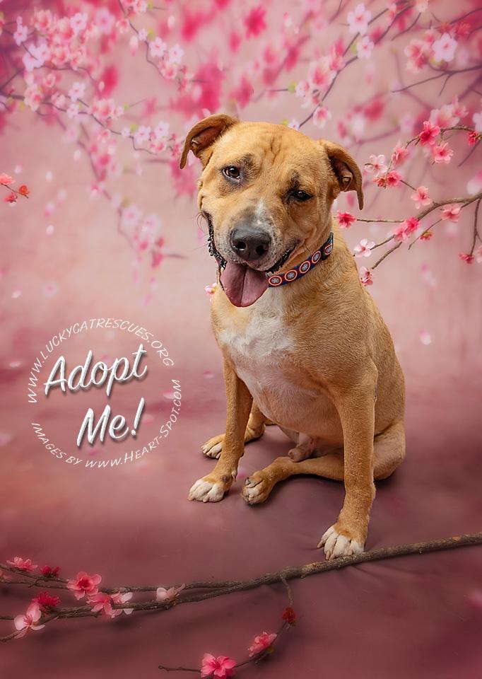 Enlarge Bobby, a Adoptable mixed breed in Auburn, GA image 6/6