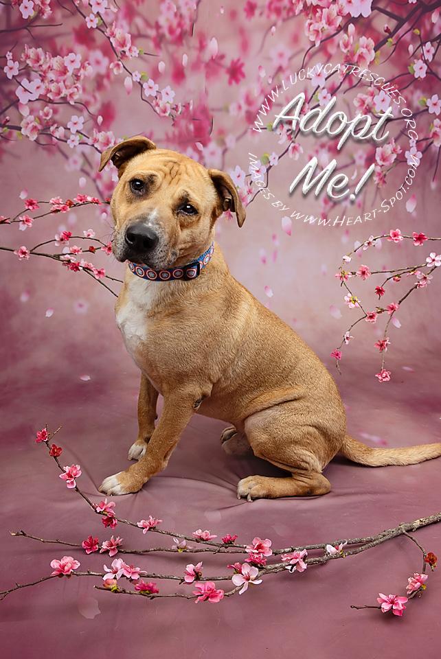 Bobby, adoptable, Adult Male Labrador Retriever & Pit Bull Terrier.