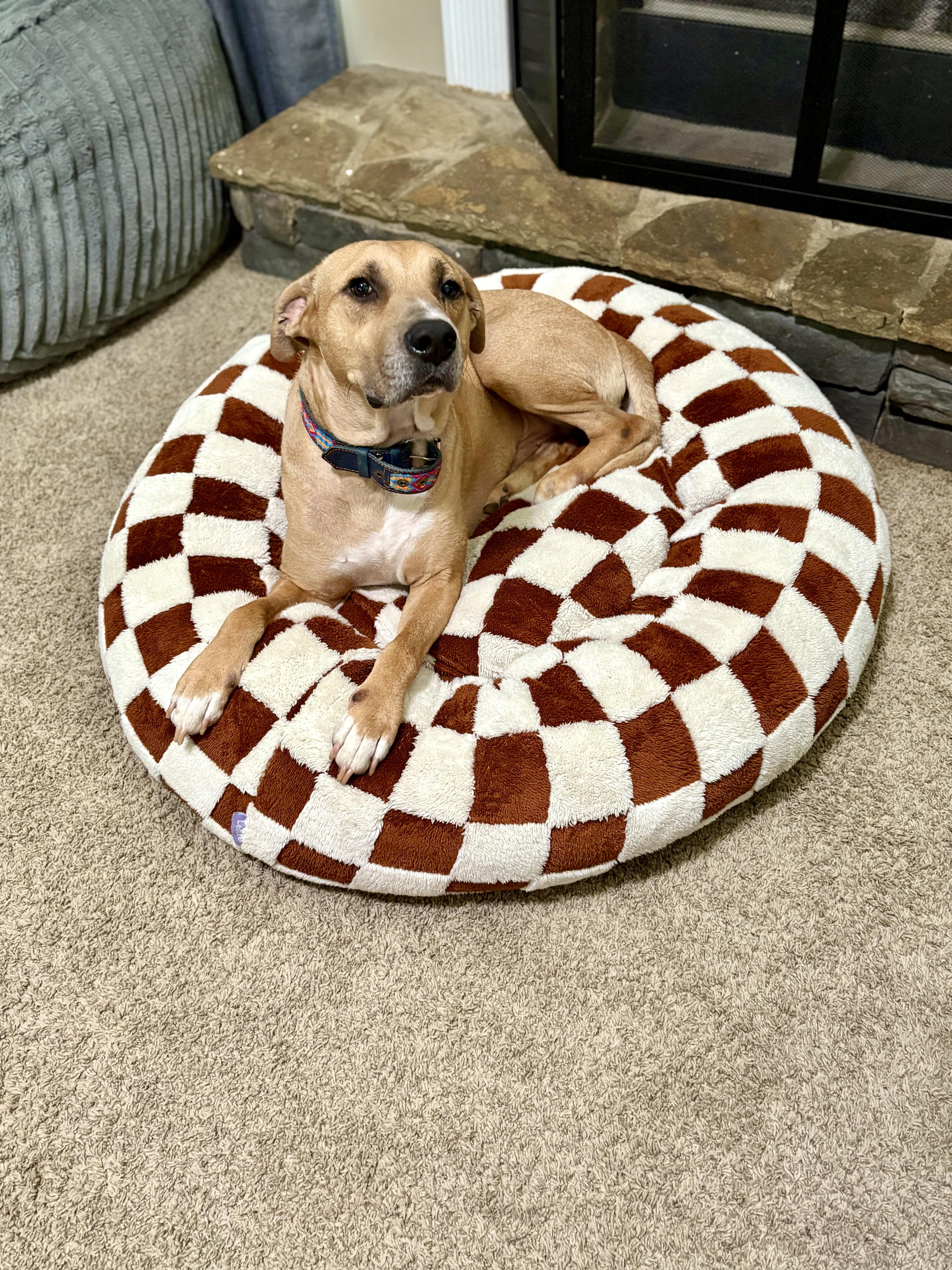 Bobby, Adoptable, Adult Male Labrador Retriever & Pit Bull Terrier.