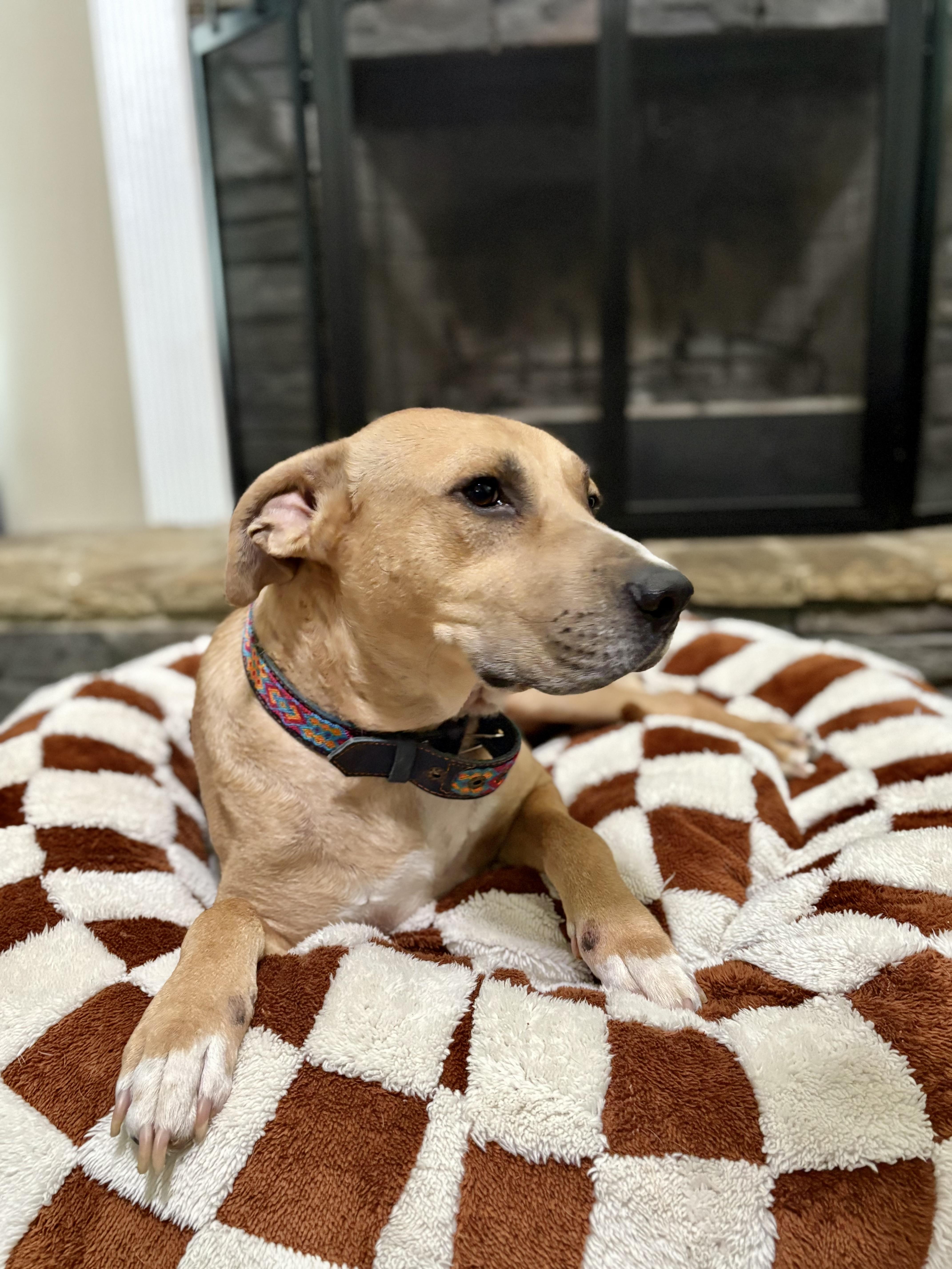 Bobby, a Adoptable mixed breed in Auburn, GA image 5/6