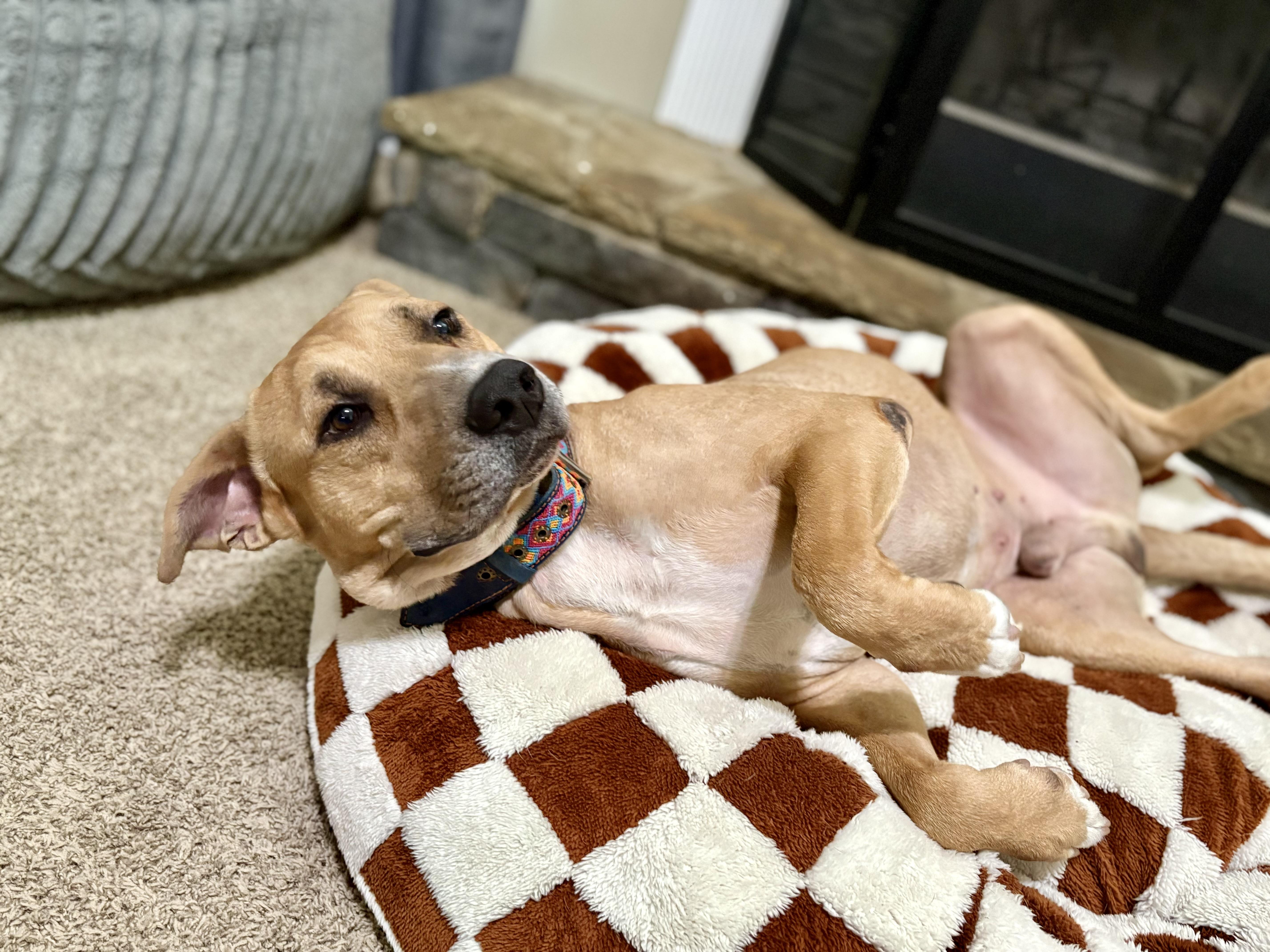 Bobby, a Adoptable mixed breed in Auburn, GA image 3/6