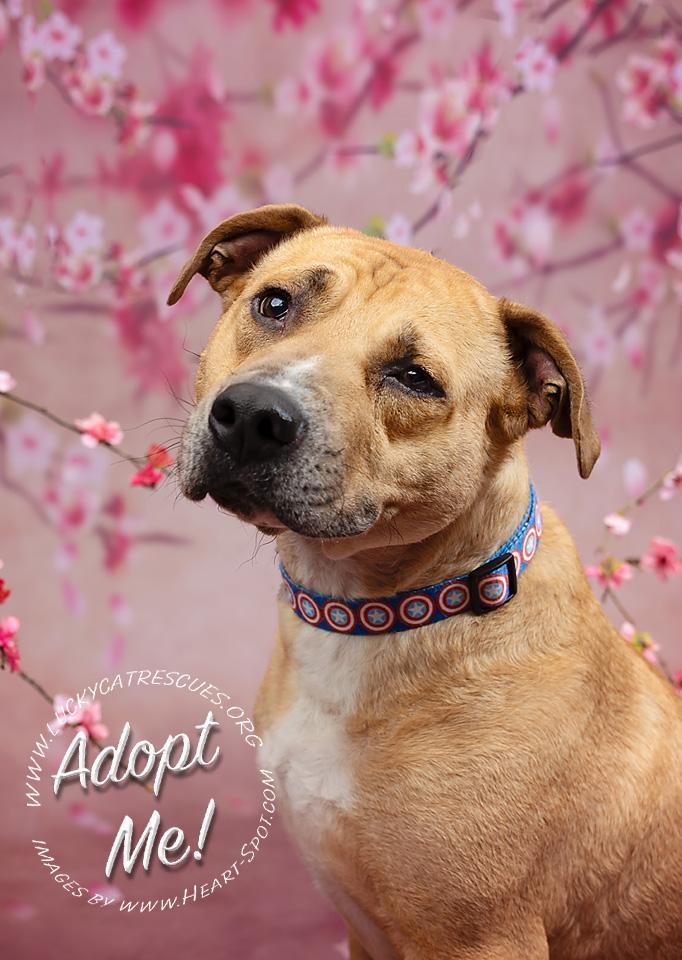 Enlarge Bobby, an adoptable mixed breed in Auburn, GA image 6/6