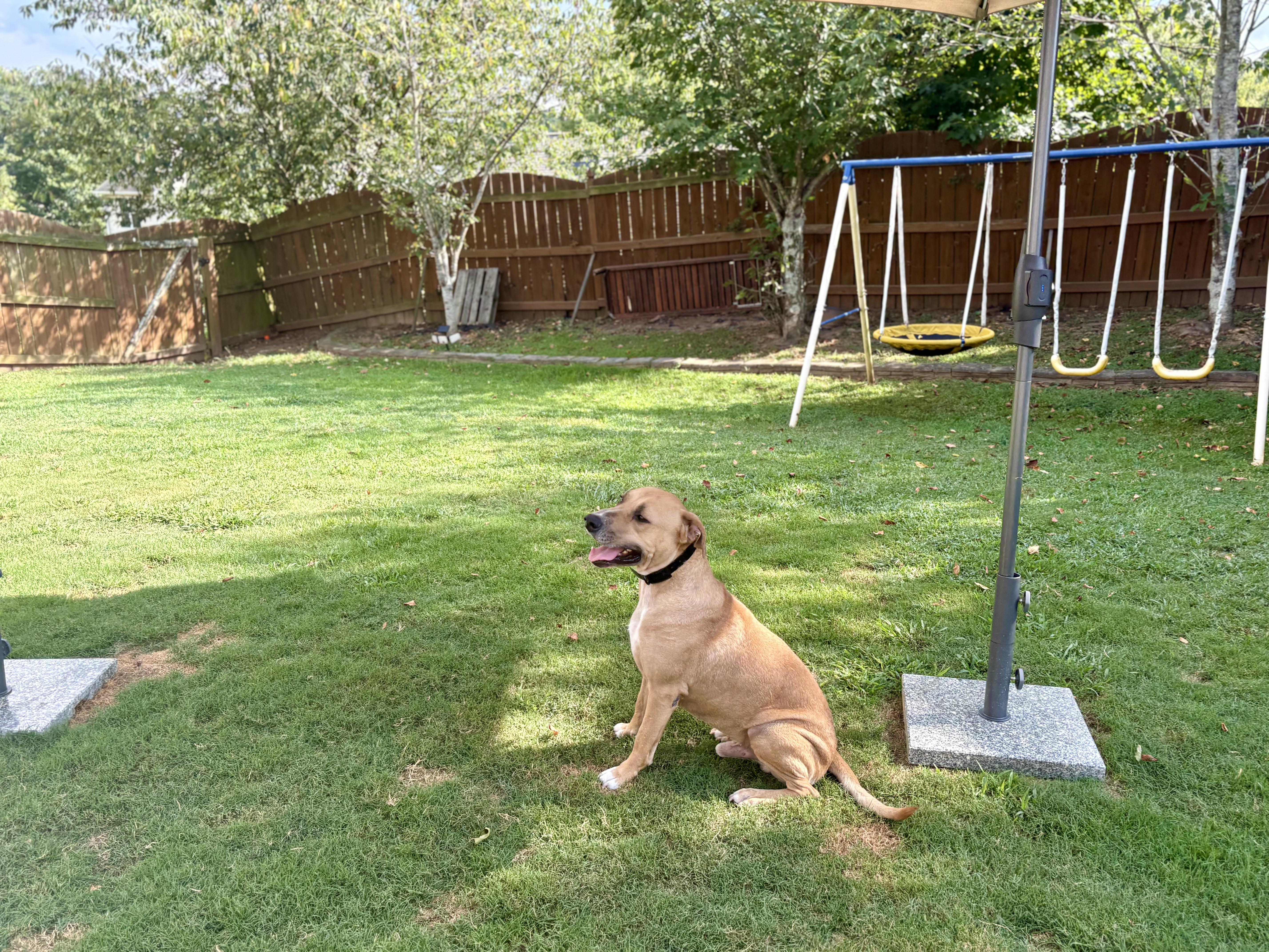 Bobby, a Adoptable mixed breed in Auburn, GA image 6/6