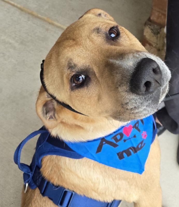 Bobby, Adoptable, Adult Male Labrador Retriever & Mixed Breed.