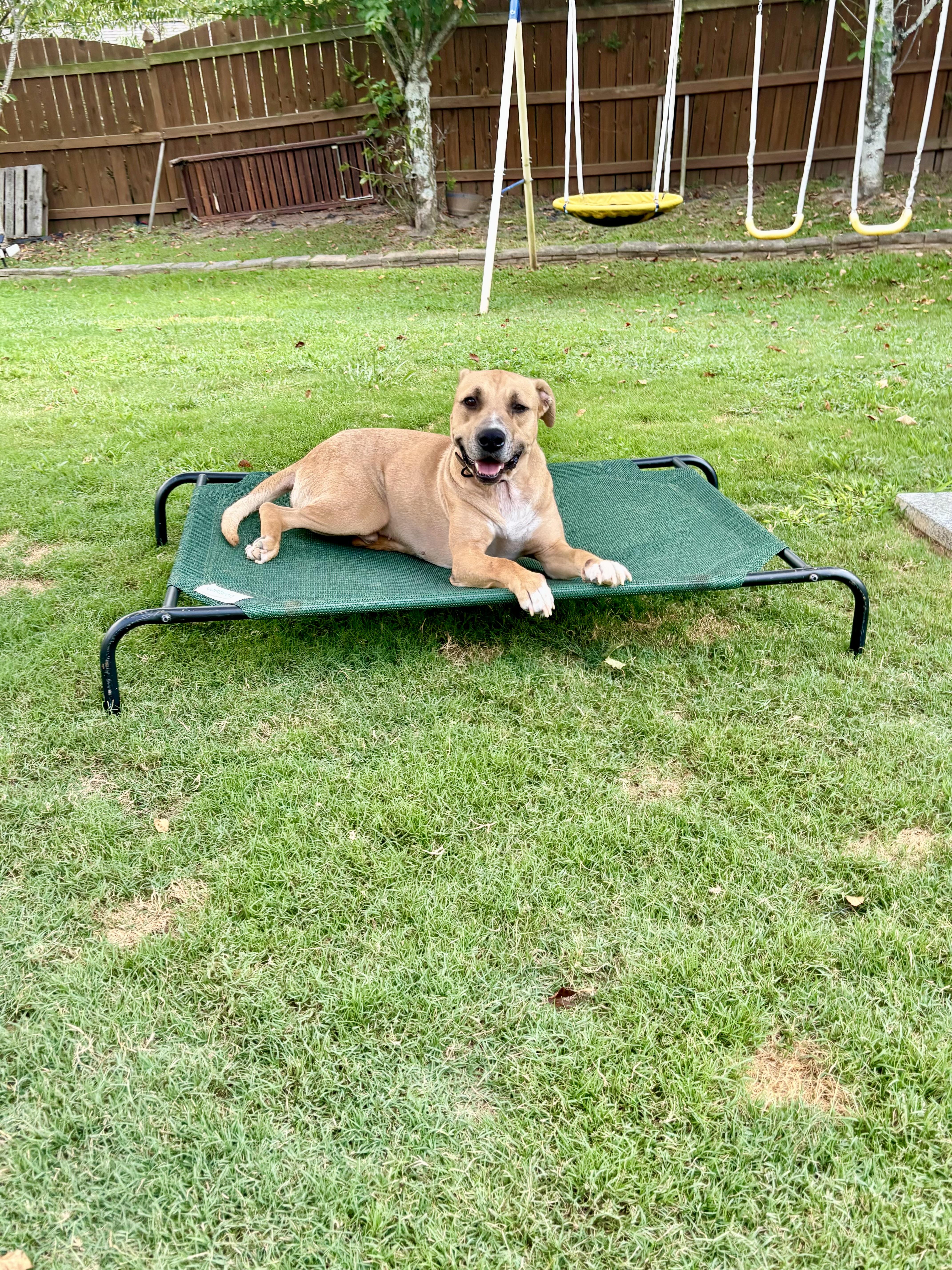 Bobby, a Adoptable mixed breed in Auburn, GA image 4/6