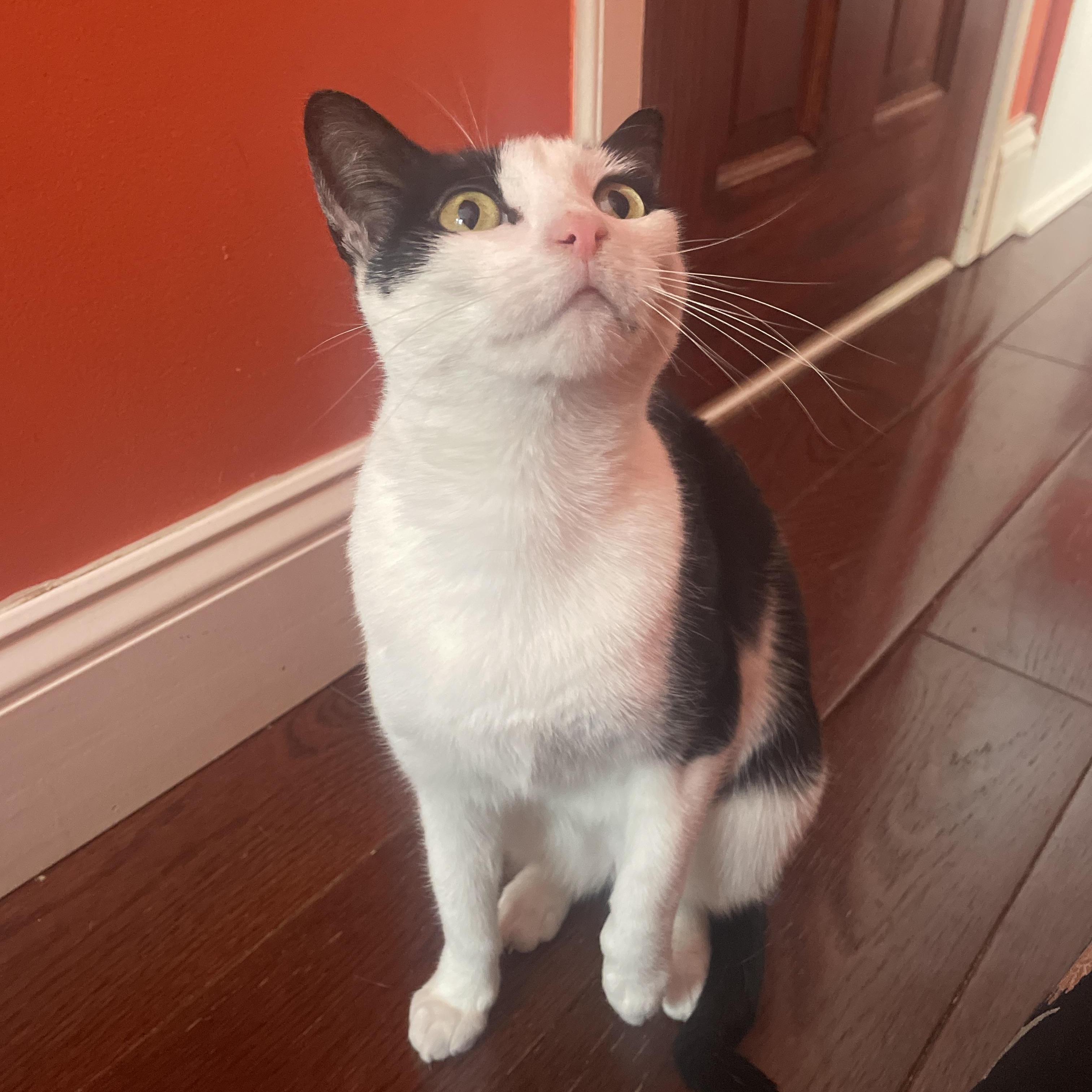 Enlarge Tara, a ADOPTABLE Domestic Short Hair in South Ozone Park, NY image 3/5