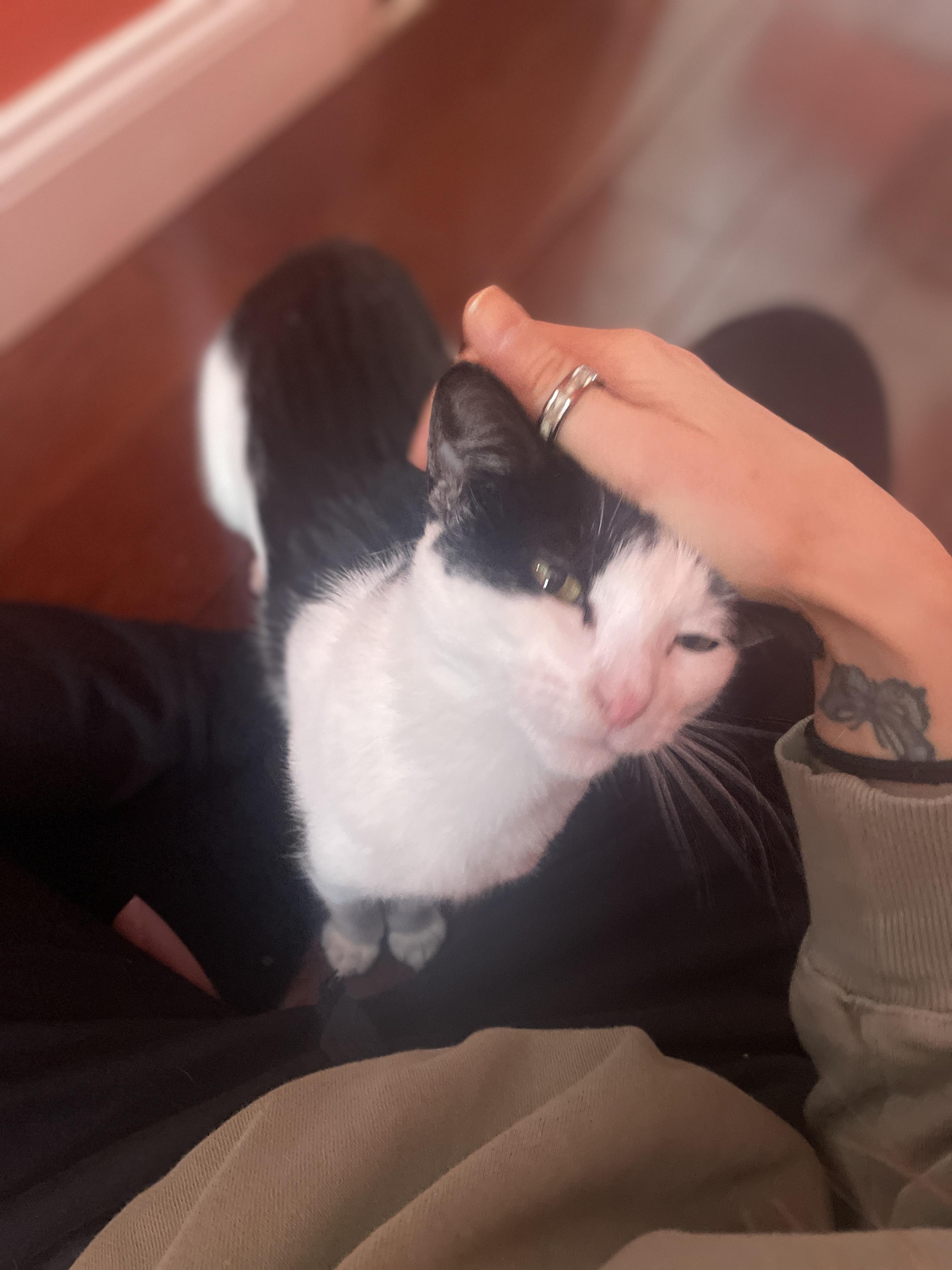 Enlarge Tara, a ADOPTABLE Domestic Short Hair in South Ozone Park, NY image 2/5