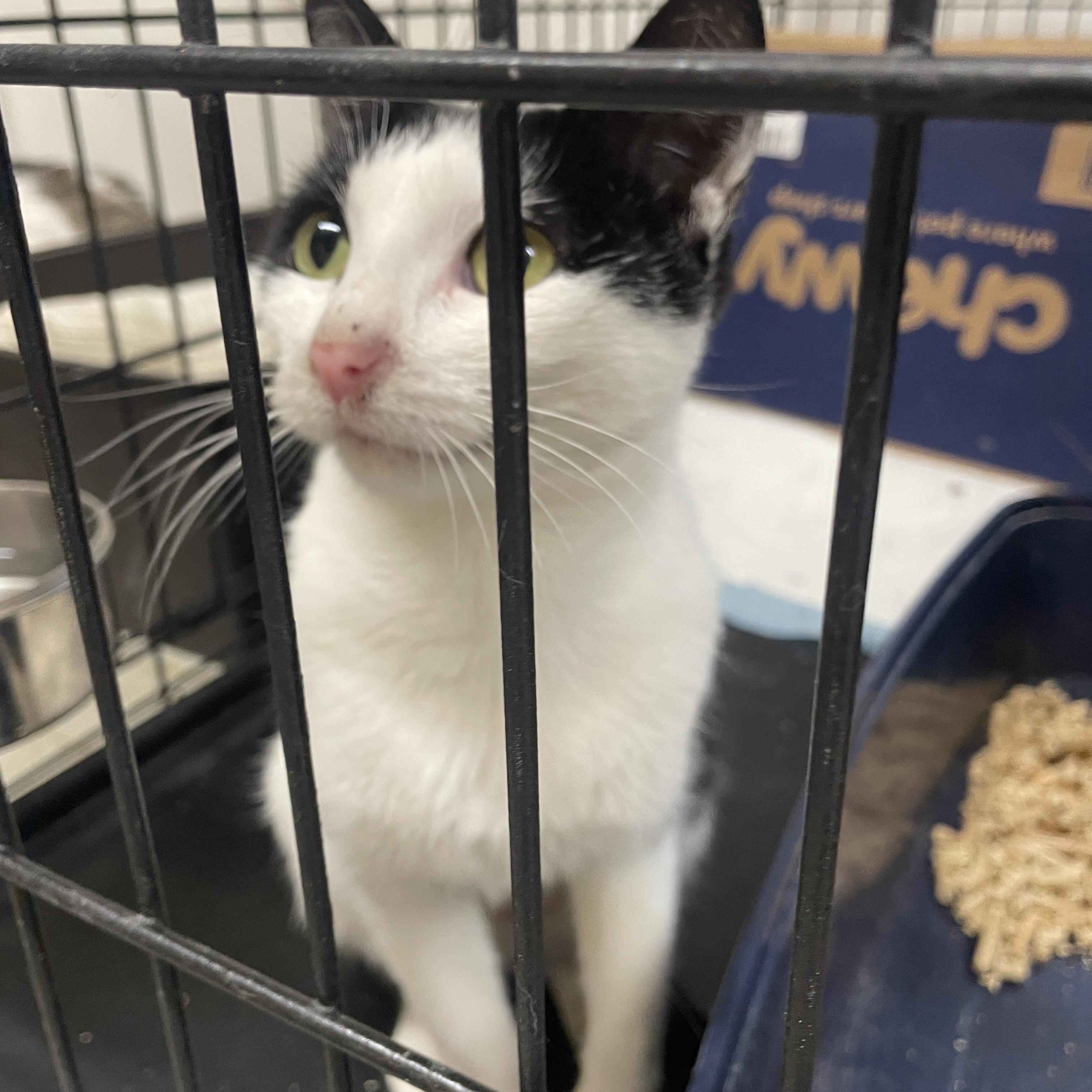 Tara, ADOPTABLE, Young Female Domestic Short Hair.