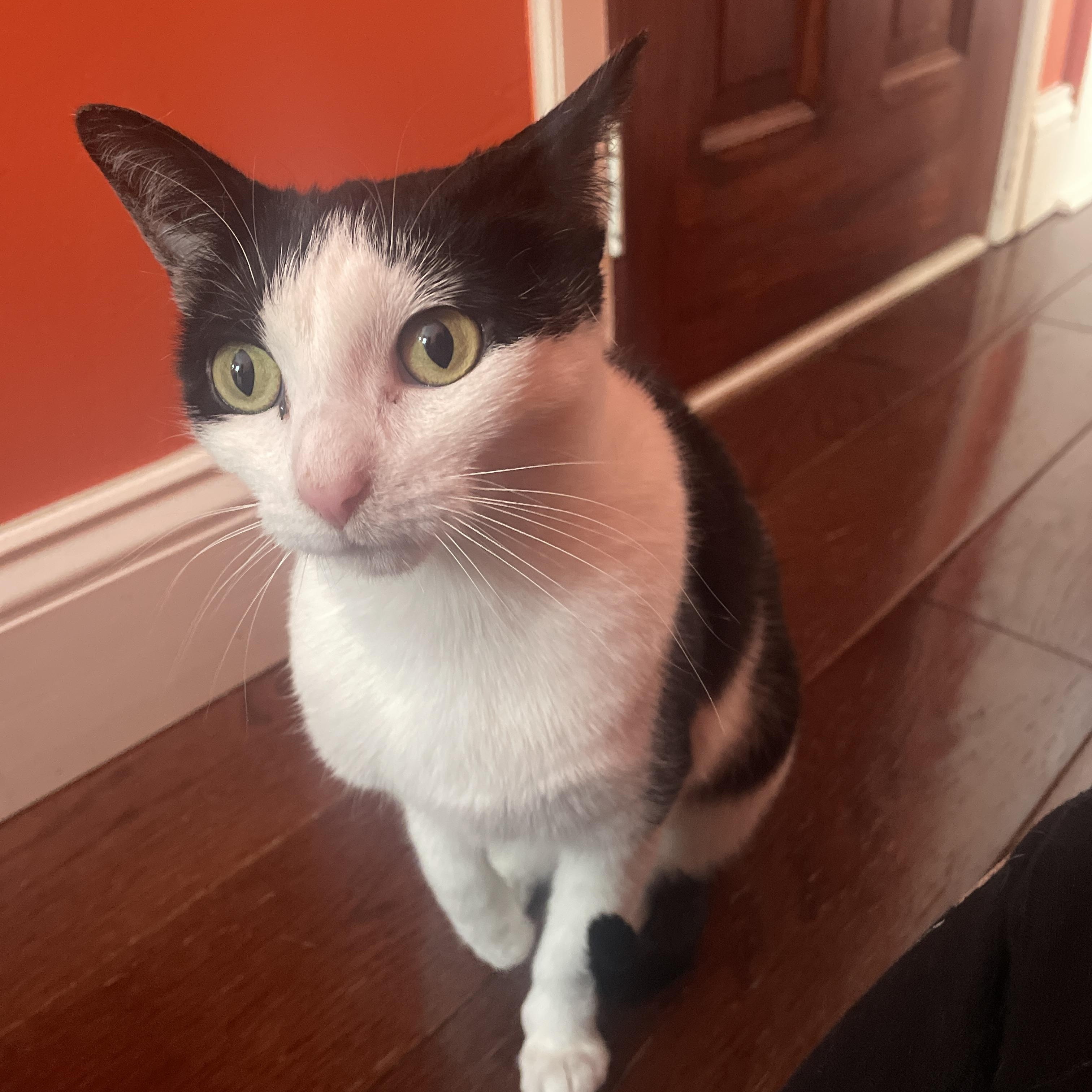 Enlarge Tara, a ADOPTABLE Domestic Short Hair in South Ozone Park, NY image 4/5