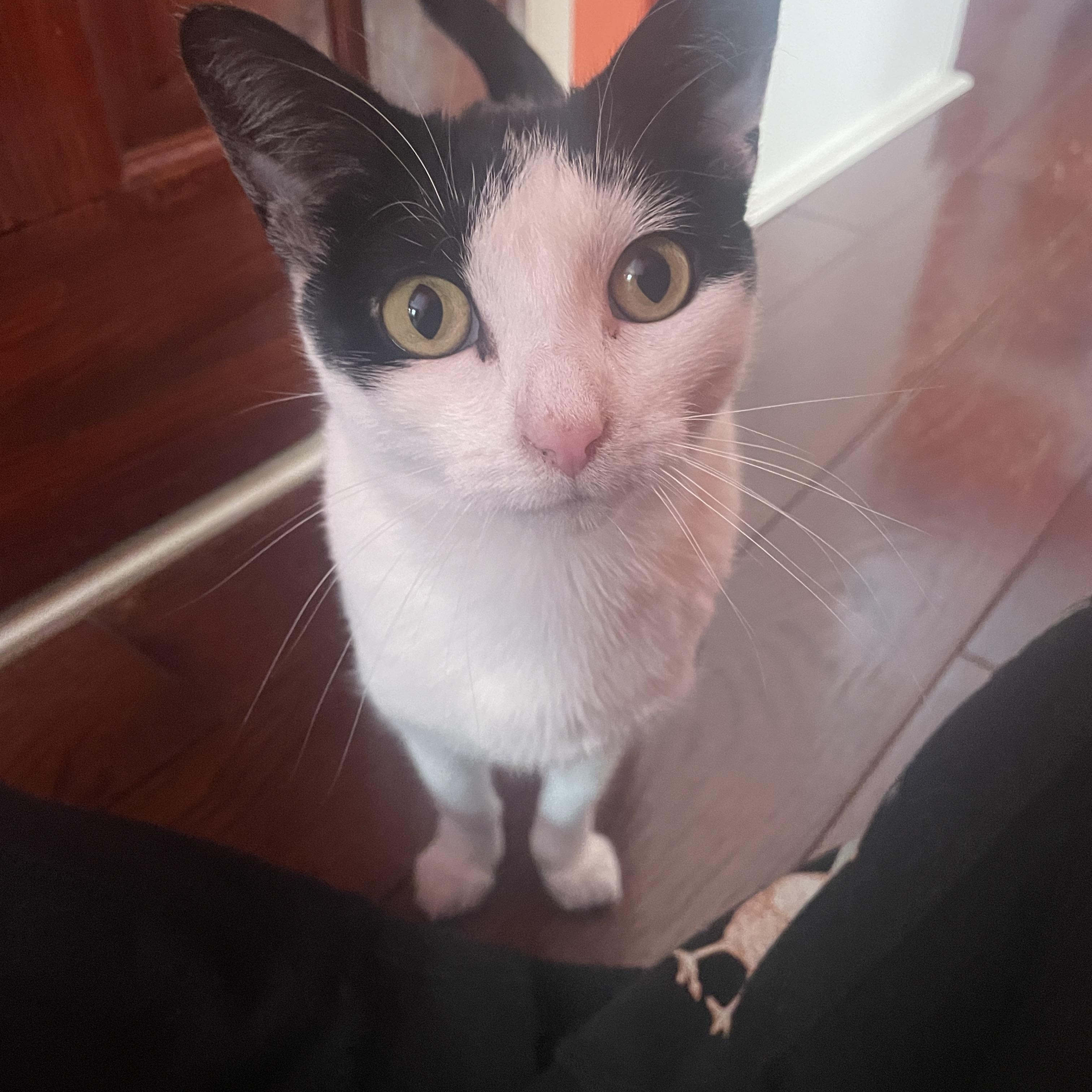 Tara, ADOPTABLE, Young Female Domestic Short Hair.