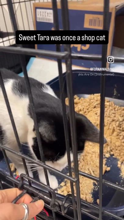 Enlarge Tara, a ADOPTABLE Domestic Short Hair in South Ozone Park, NY video 3/3