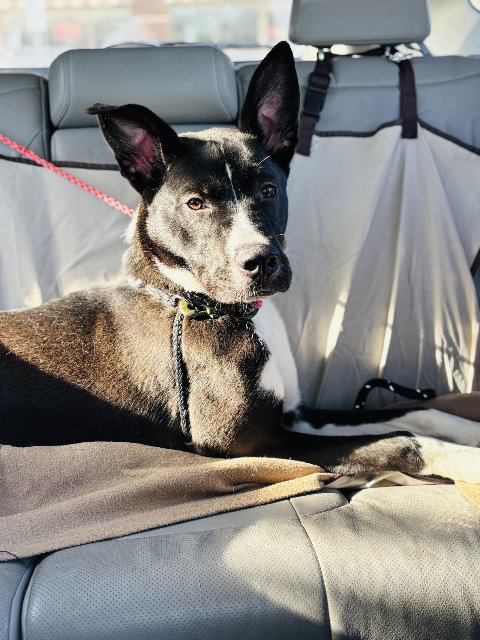 Van, a Adoptable Border Collie in Powell, OH image 2/3