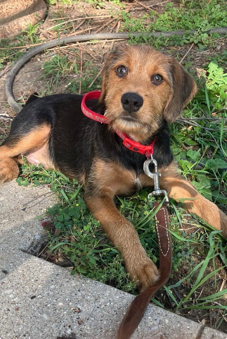 Hickory, Adoptable, Puppy Male Beagle & Poodle.