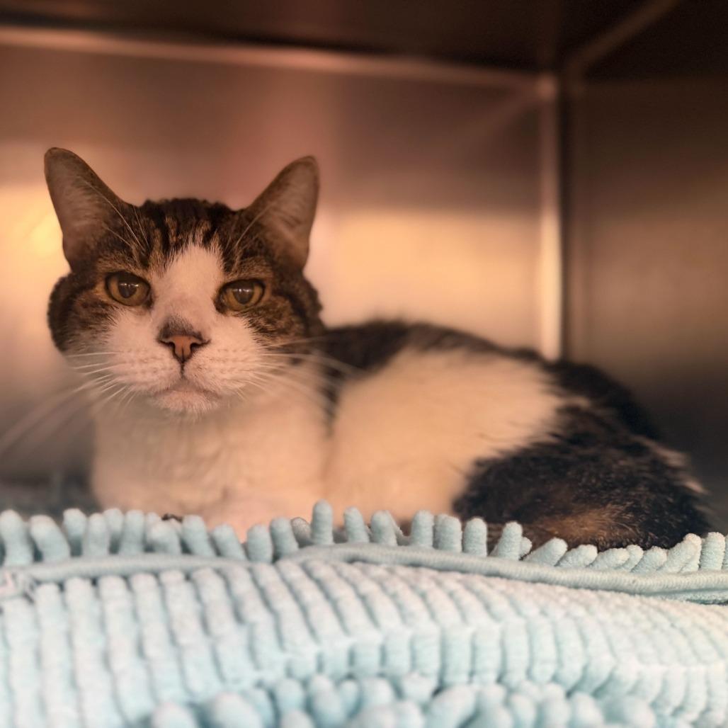 Enlarge Corbin, a Adoptable Domestic Short Hair in Conshohocken, PA image 1/4