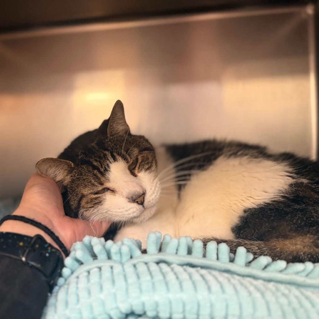 Enlarge Corbin, a Adoptable Domestic Short Hair in Conshohocken, PA image 2/4