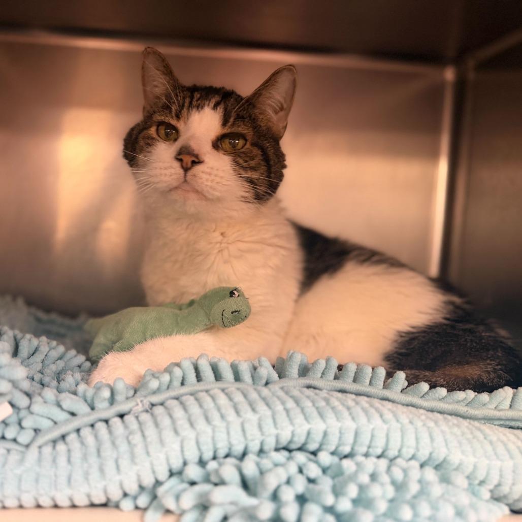 Enlarge Corbin, a Adoptable Domestic Short Hair in Conshohocken, PA image 3/4