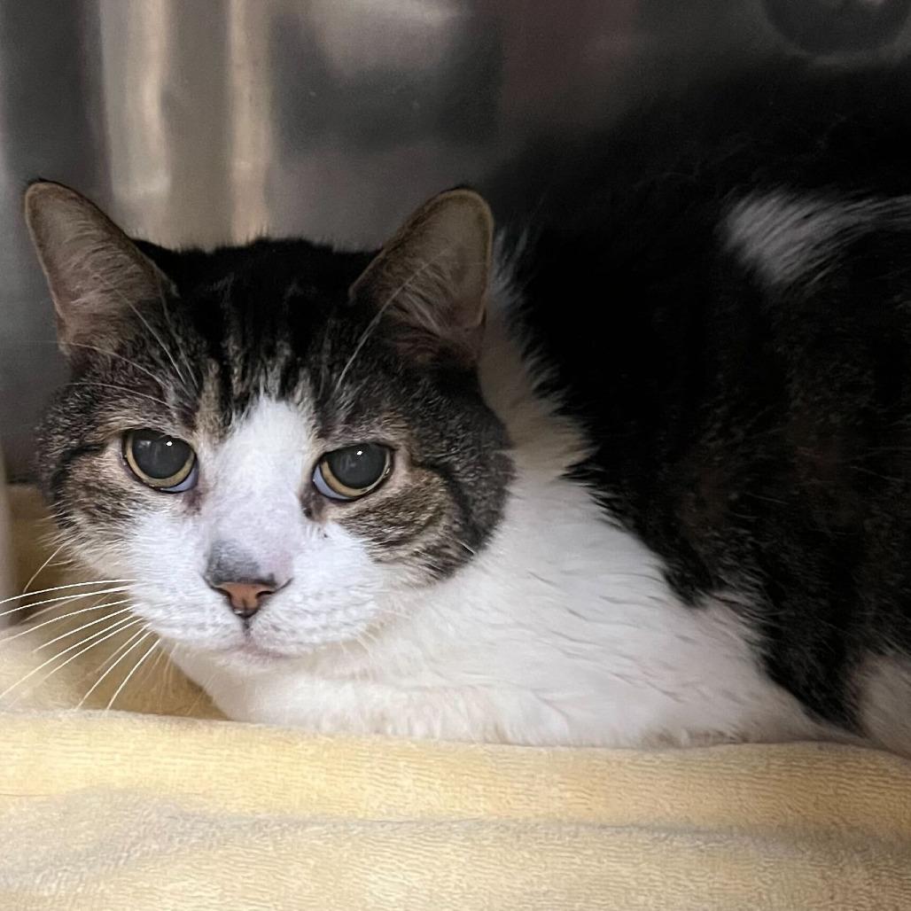 Enlarge Corbin, a Adoptable Domestic Short Hair in Conshohocken, PA image 4/4