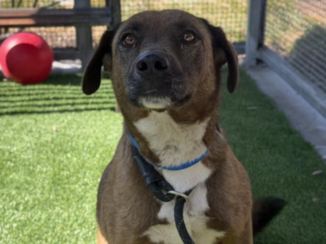 Enlarge CARA, a Adoptable Mixed Breed in Los Angeles, CA image 1/1